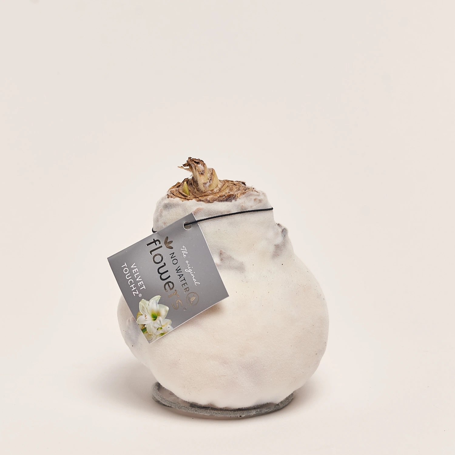 Зображення товару Амариліс "Вельвет Тач" мікс, артикул: 53628