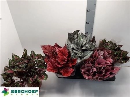 Зображення товару Бегонія Белеаф мікс, артикул: 2162