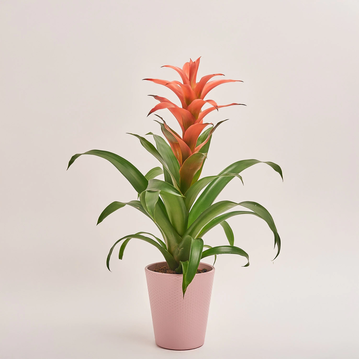 Зображення товару Гузманія Меліса в кер., артикул: 53457