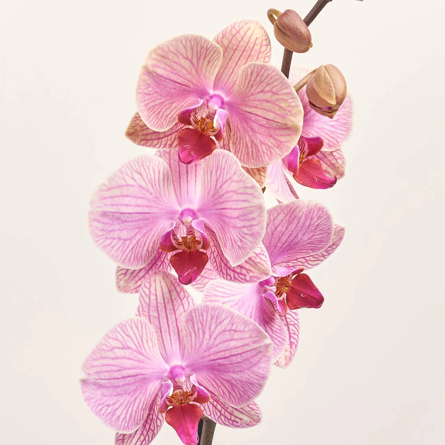 Зображення товару Фаленопсис 1ст. мікс, артикул: 17941