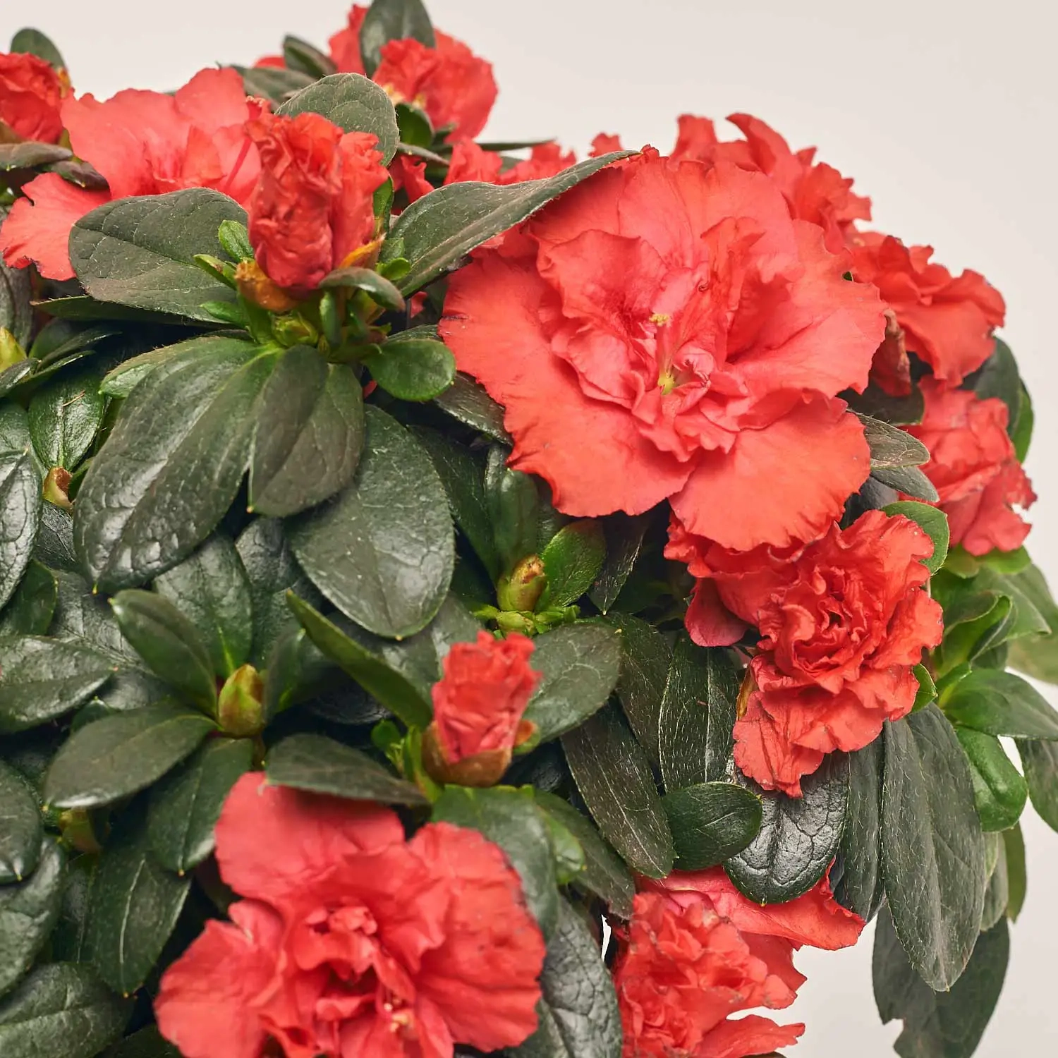 Зображення товару Азалія мікс, артикул: 35258