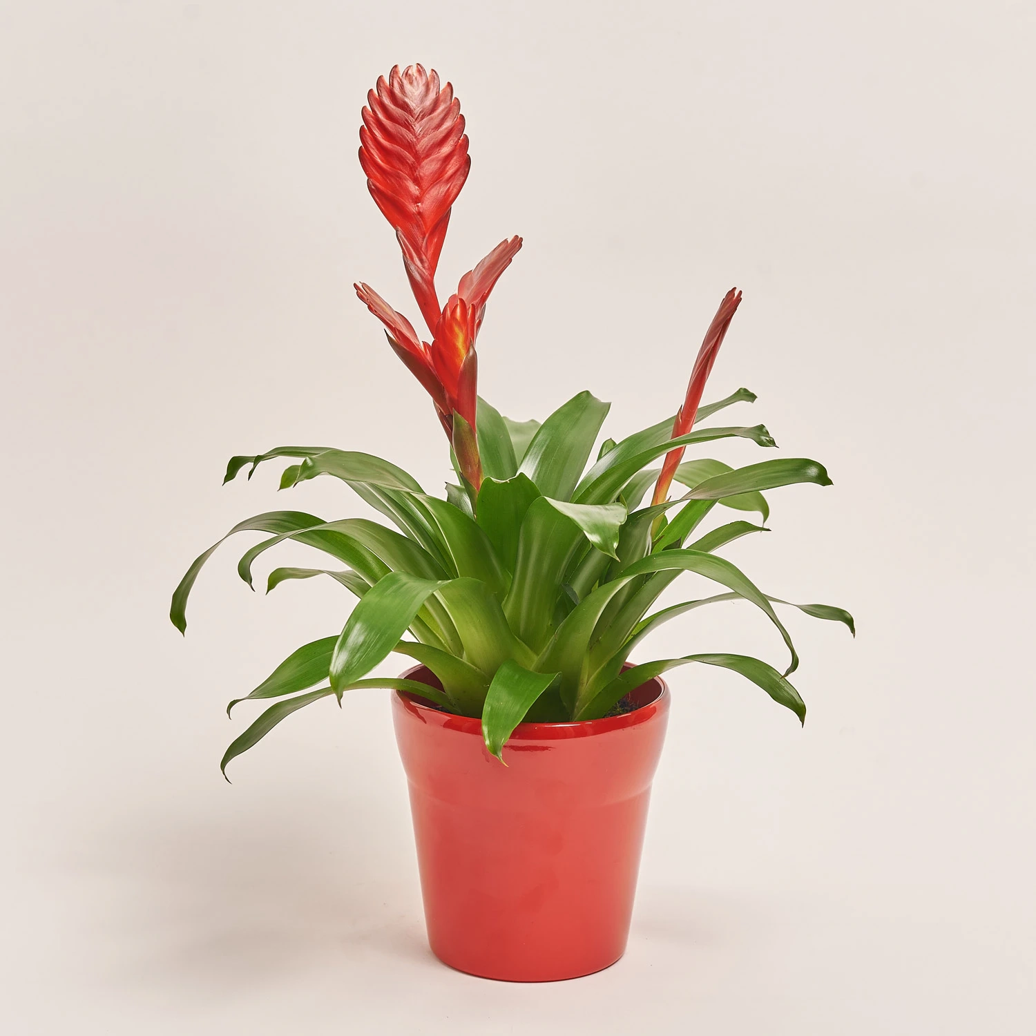 Врієзія мікс в кер., артикул: 33386 Зображення товару Врієзія мікс в кер., артикул: 33386