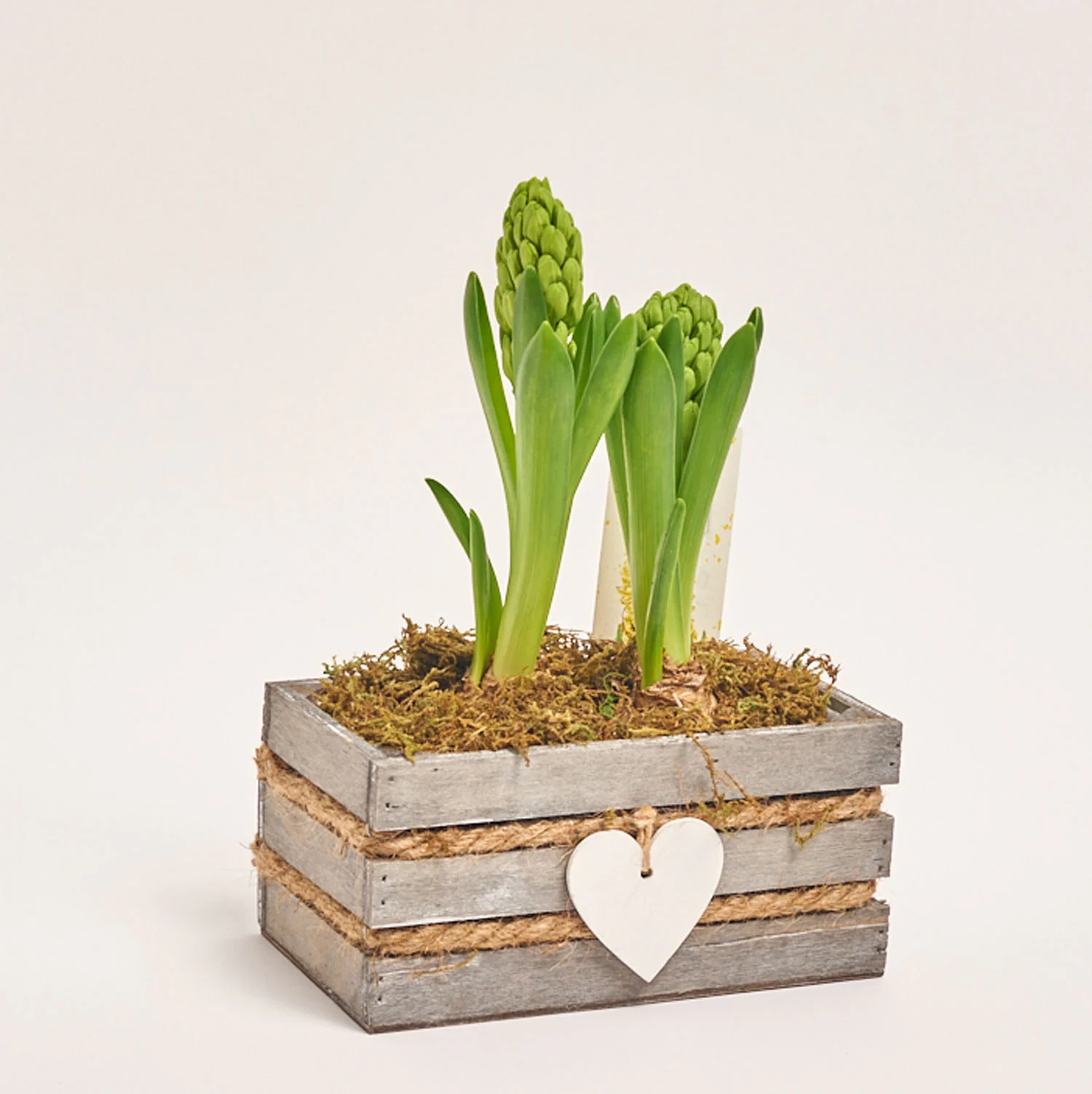 Зображення товару Гіацинт мікс у дерев. кашпо, артикул: 56038