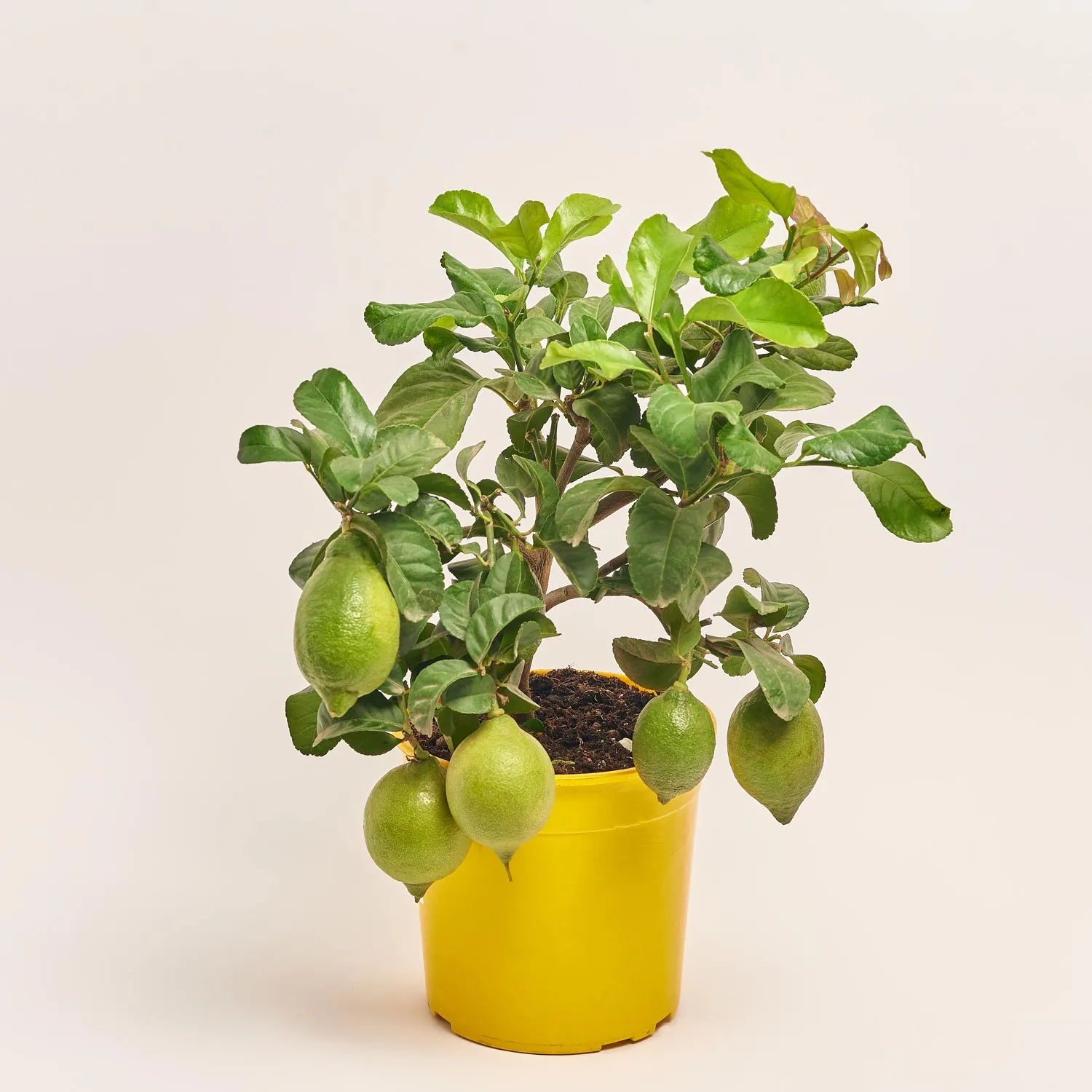 Зображення товару Цитрофортунелла Лимон, артикул: 52523