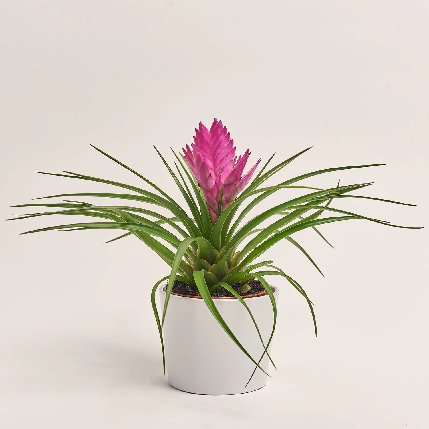 Зображення товару Тілландсія Жозе в кер., артикул: 52599