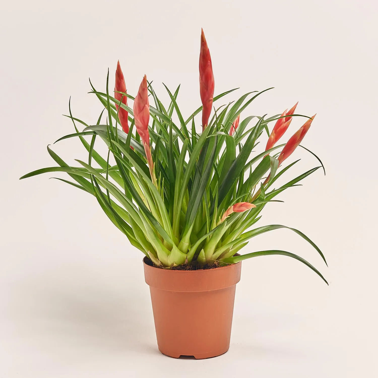 Зображення товару Врієзія Мф мікс, артикул: 53959