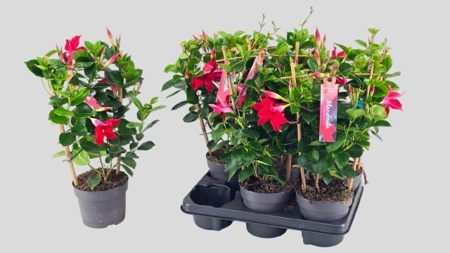 Зображення товару Мандевілла Санні Ред, артикул: 57470