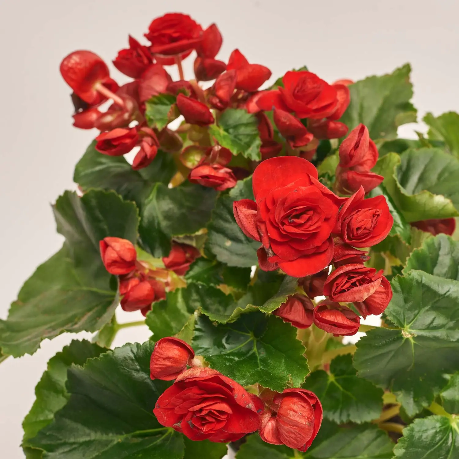 Зображення товару Бегонія мікс, артикул: 1205