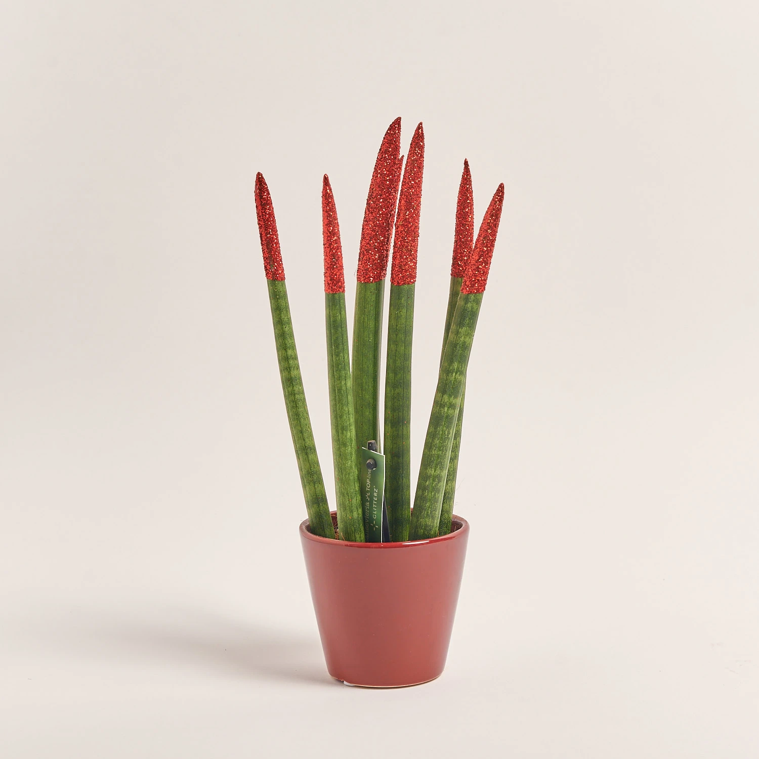 Зображення товару Сансевієрія Циліндріка гліттер в кер., артикул: 10110