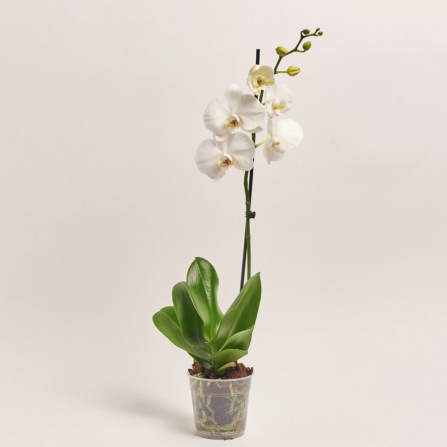 Зображення товару Фаленопсис 1ст. мікс, артикул: 17941