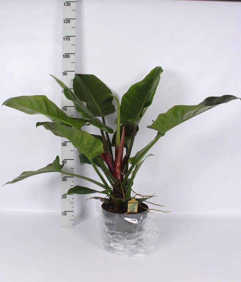 Зображення товару Філодендрон Імперіал Грін, артикул: 56998