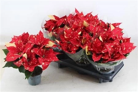 Пуансетія Супер Глітер, артикул: 43718 Зображення товару Пуансетія Супер Глітер, артикул: 43718