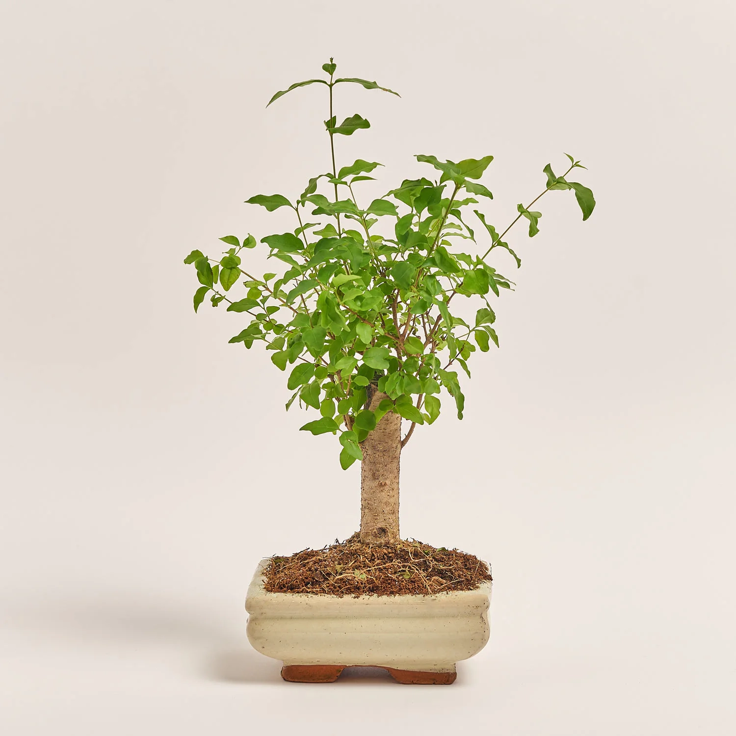 Зображення товару Бонсай в кер., артикул: 17924