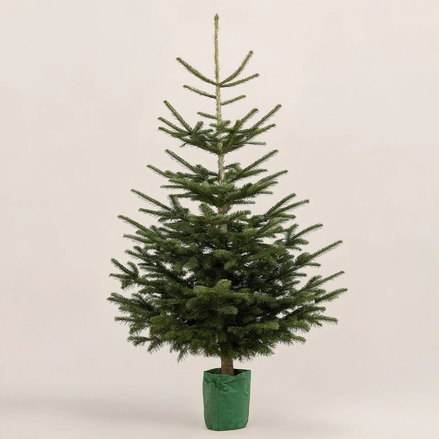 Зображення товару Ялиця Нордмана, артикул: 54113