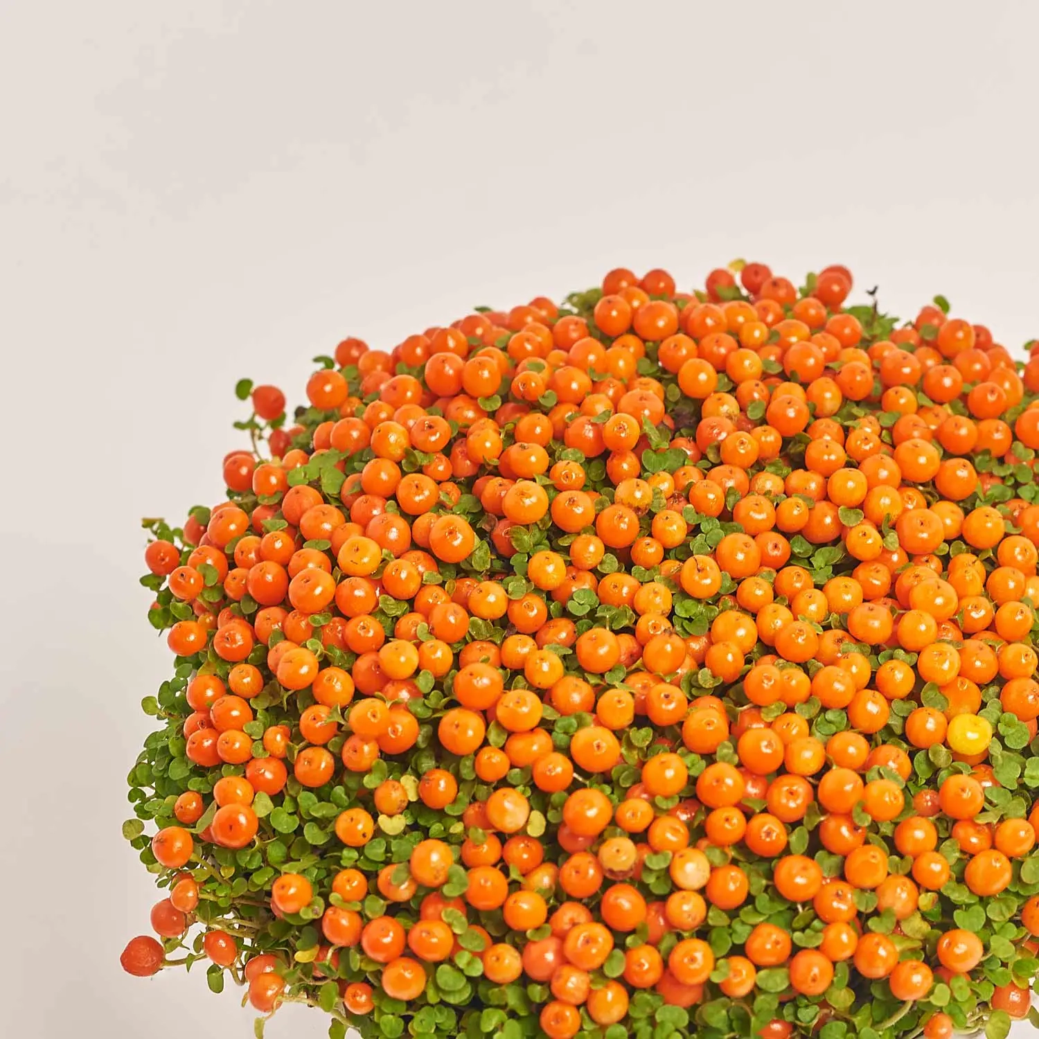 Зображення товару Нертера Астрід, артикул: 52006