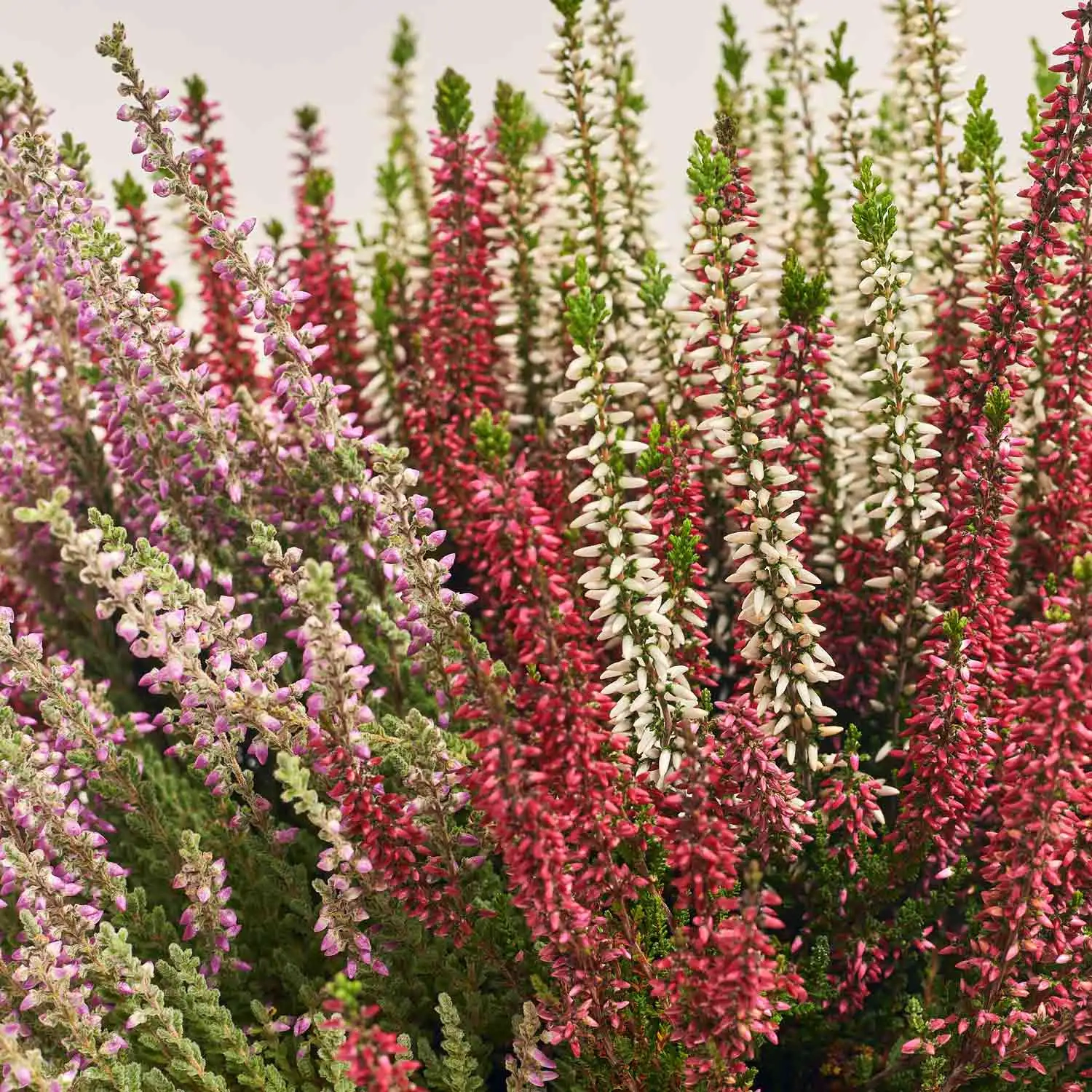 Зображення товару Калуна Кватро, артикул: 52471