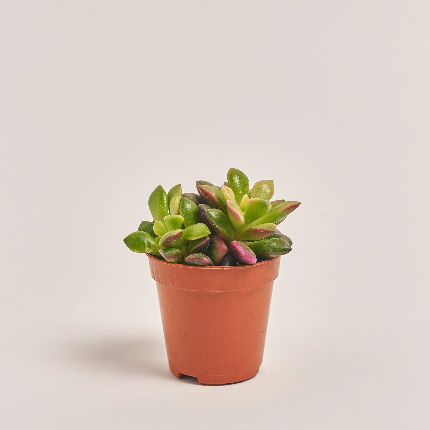 Зображення товару Сукулент мікс, артикул: 39954