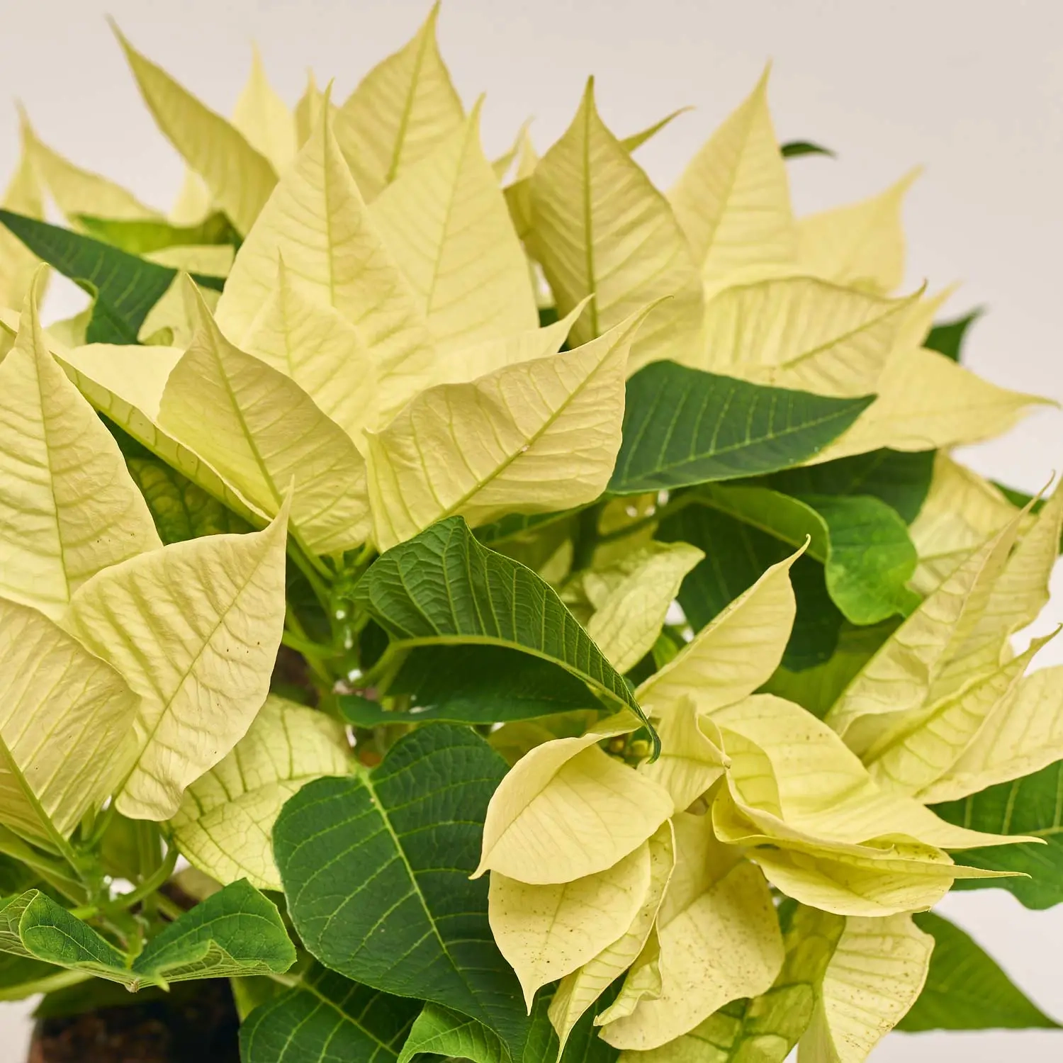 Зображення товару Пуансетія Крісмас Лайм, артикул: 54301