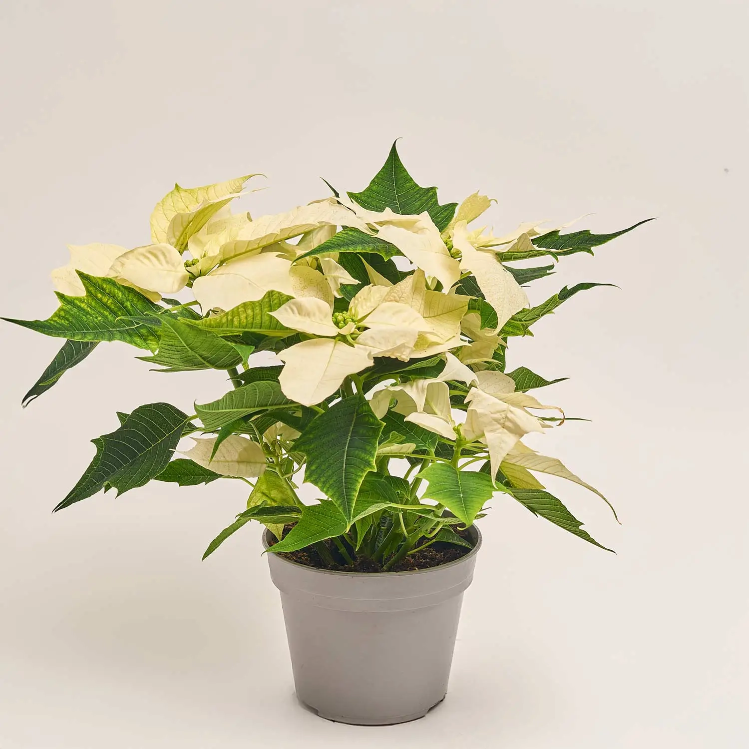 Зображення товару Пуансетія Аляска, артикул: 54172