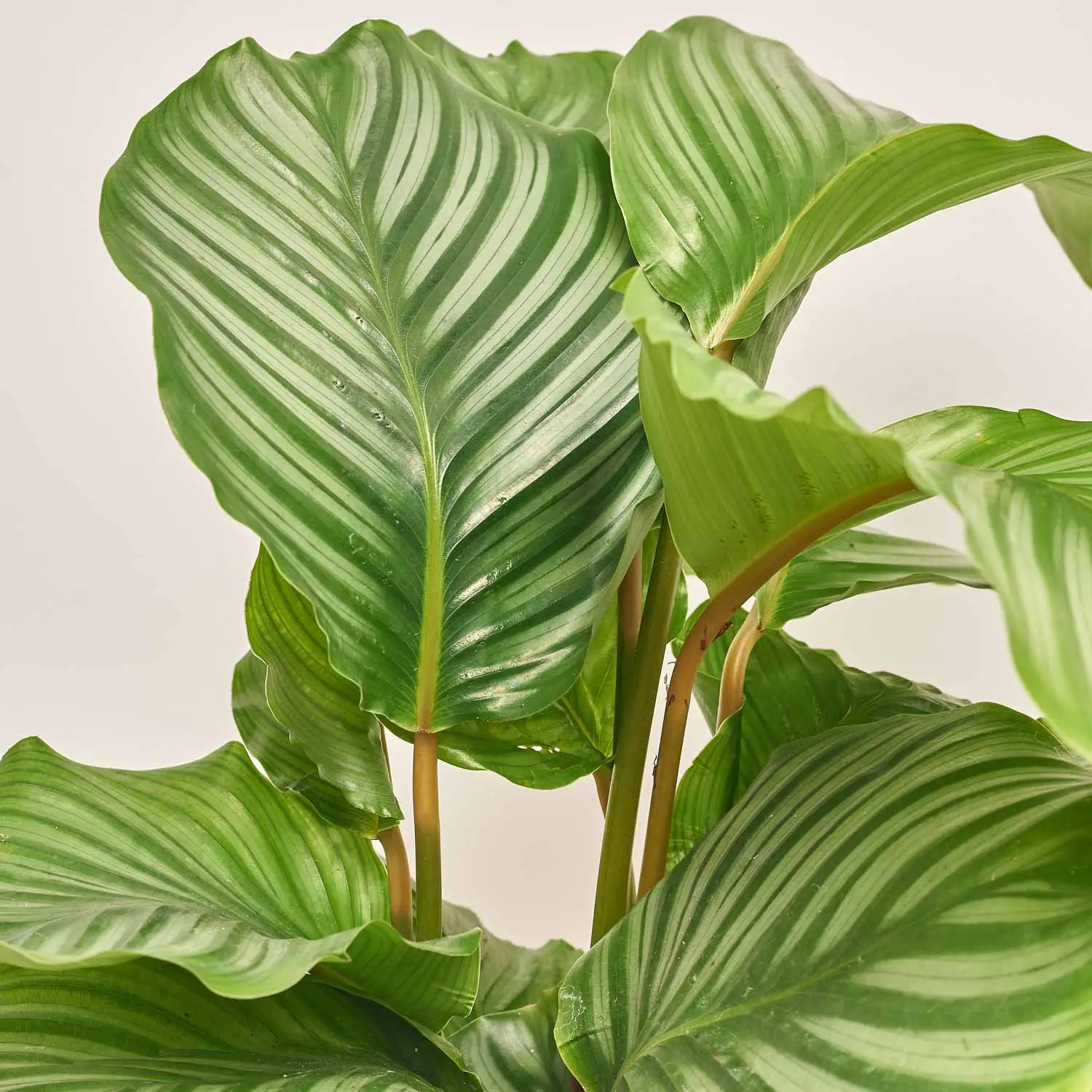 Зображення товару Калатея мікс, артикул: 51622