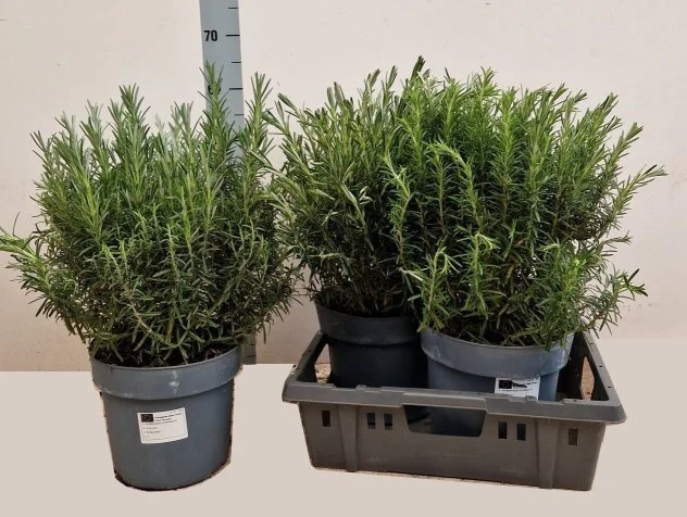 Зображення товару Розмарин, артикул: 57005