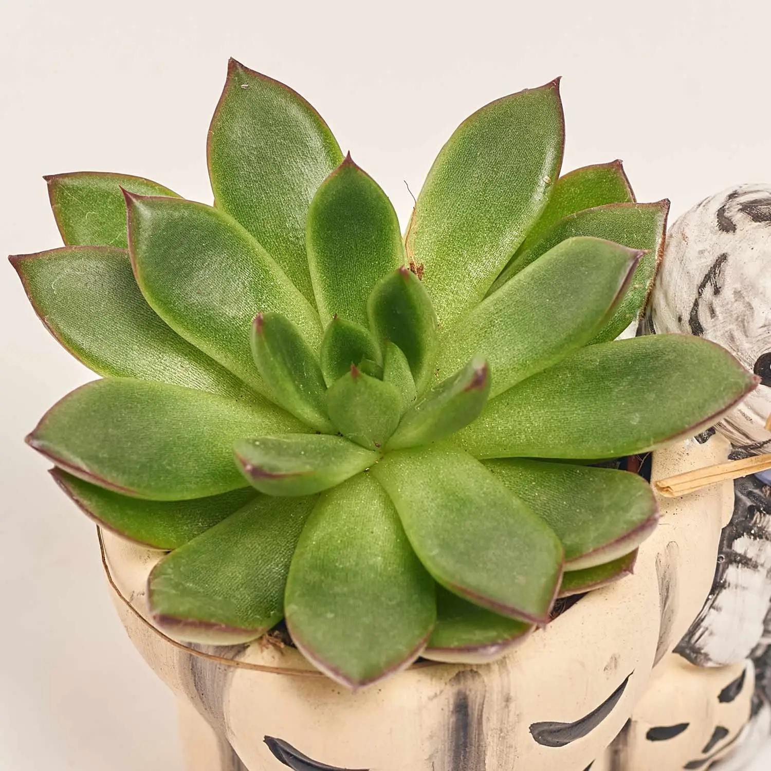 Зображення товару Сукулент мікс "Хелловін", артикул: 52536