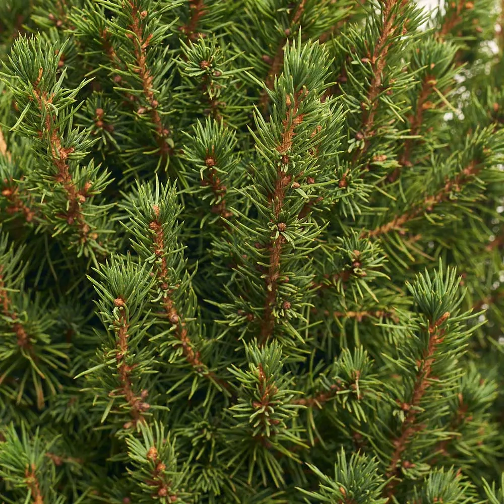 Зображення товару Ялина Коніка, артикул: 53879