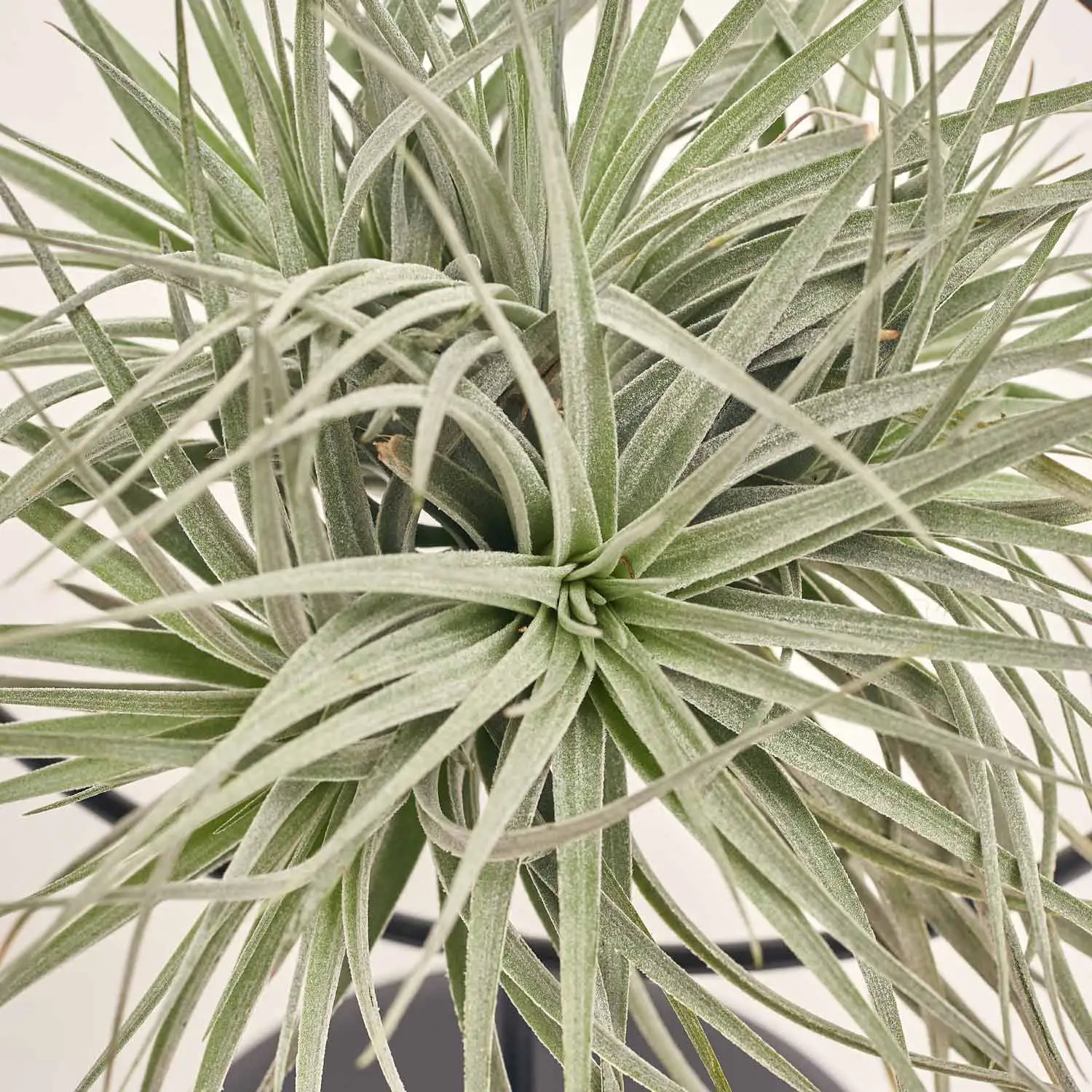 Тілландсія Куб-Рінг мікс, артикул: 45579 Зображення товару Тілландсія Куб-Рінг мікс, артикул: 45579