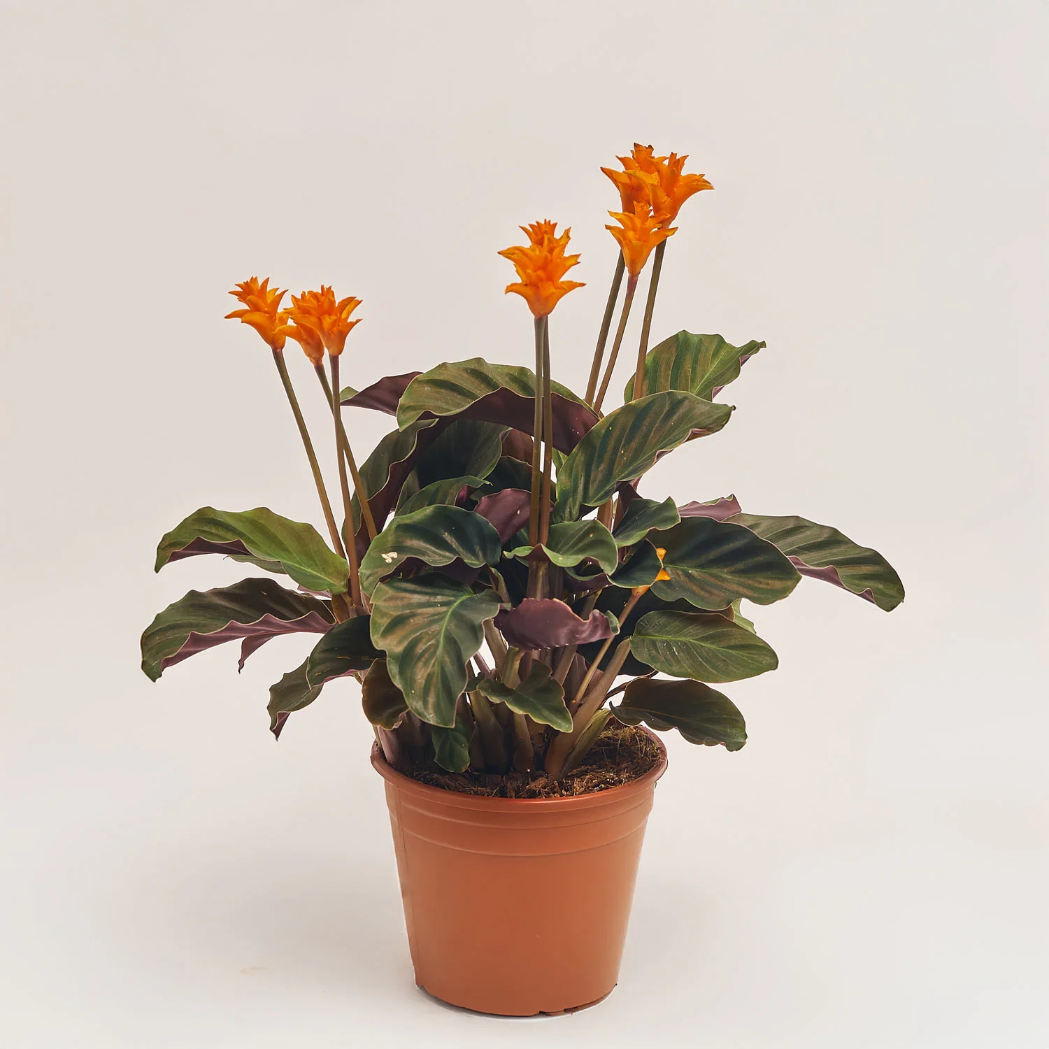 Калатея Кроката, артикул: 25792 Зображення товару Калатея Кроката, артикул: 25792