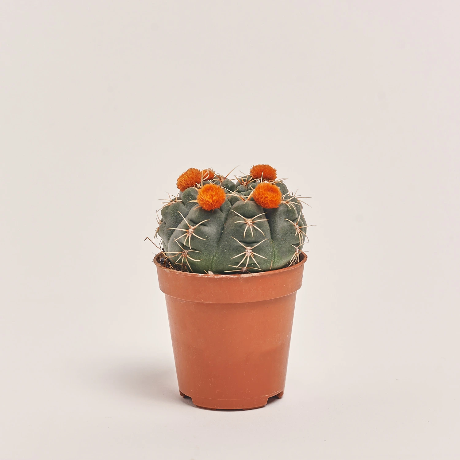 Кактус з квітами, артикул: 53320 Зображення товару Кактус з квітами, артикул: 53320