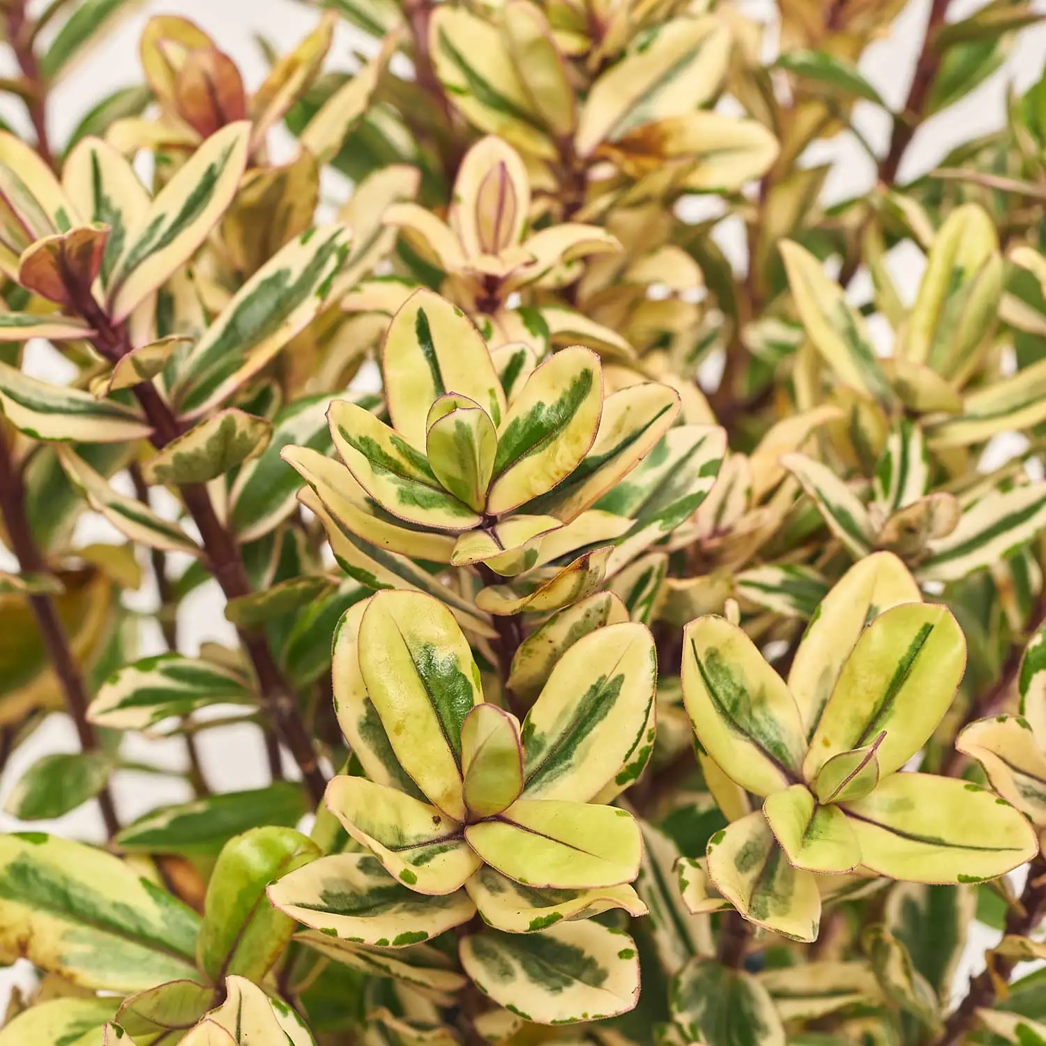 Зображення товару Хебе Триколор, артикул: 52476