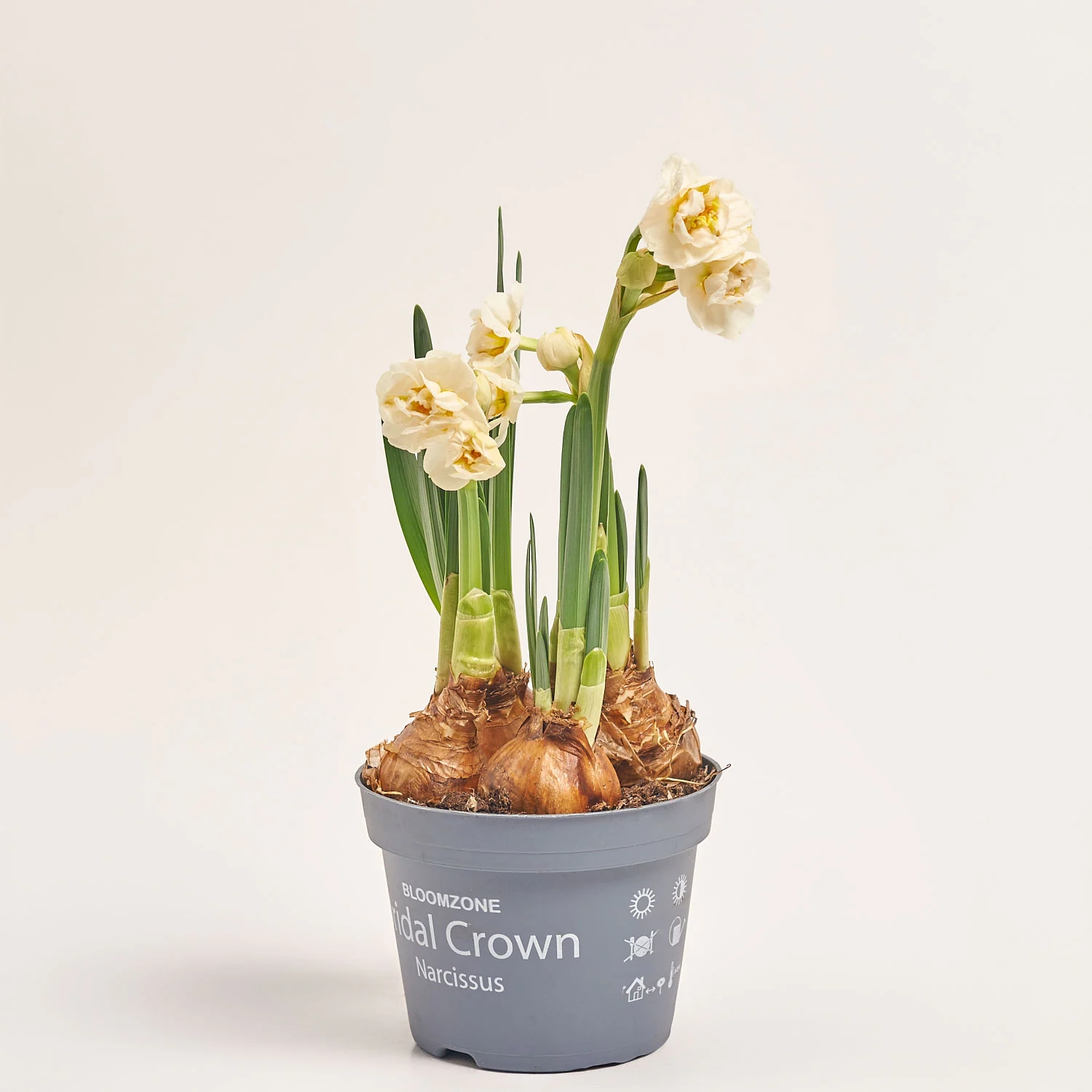 Зображення товару Нарцис Брайдал Краун, артикул: 45407