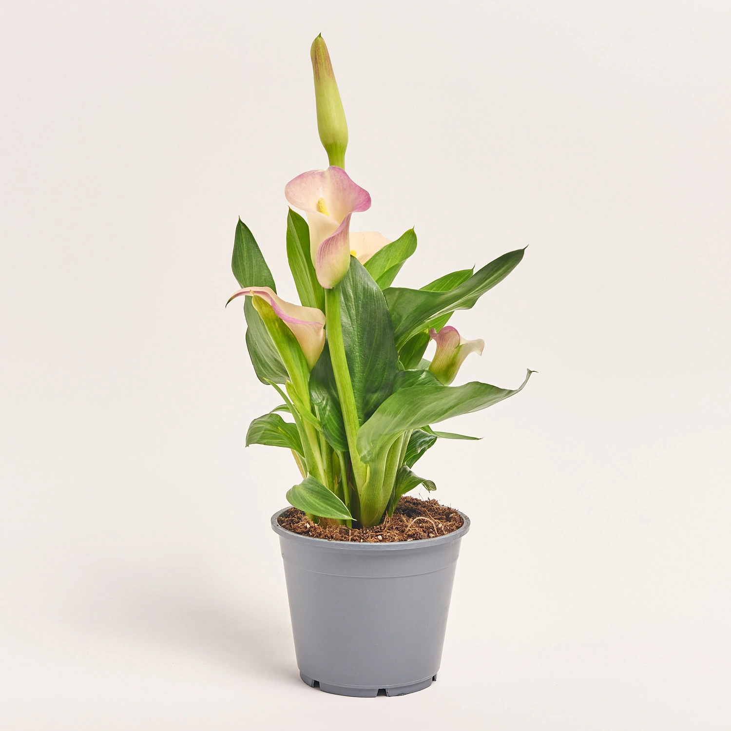 Зантедескія Капітан Марерро, артикул: 55854 Зображення товару Зантедескія Капітан Марерро, артикул: 55854