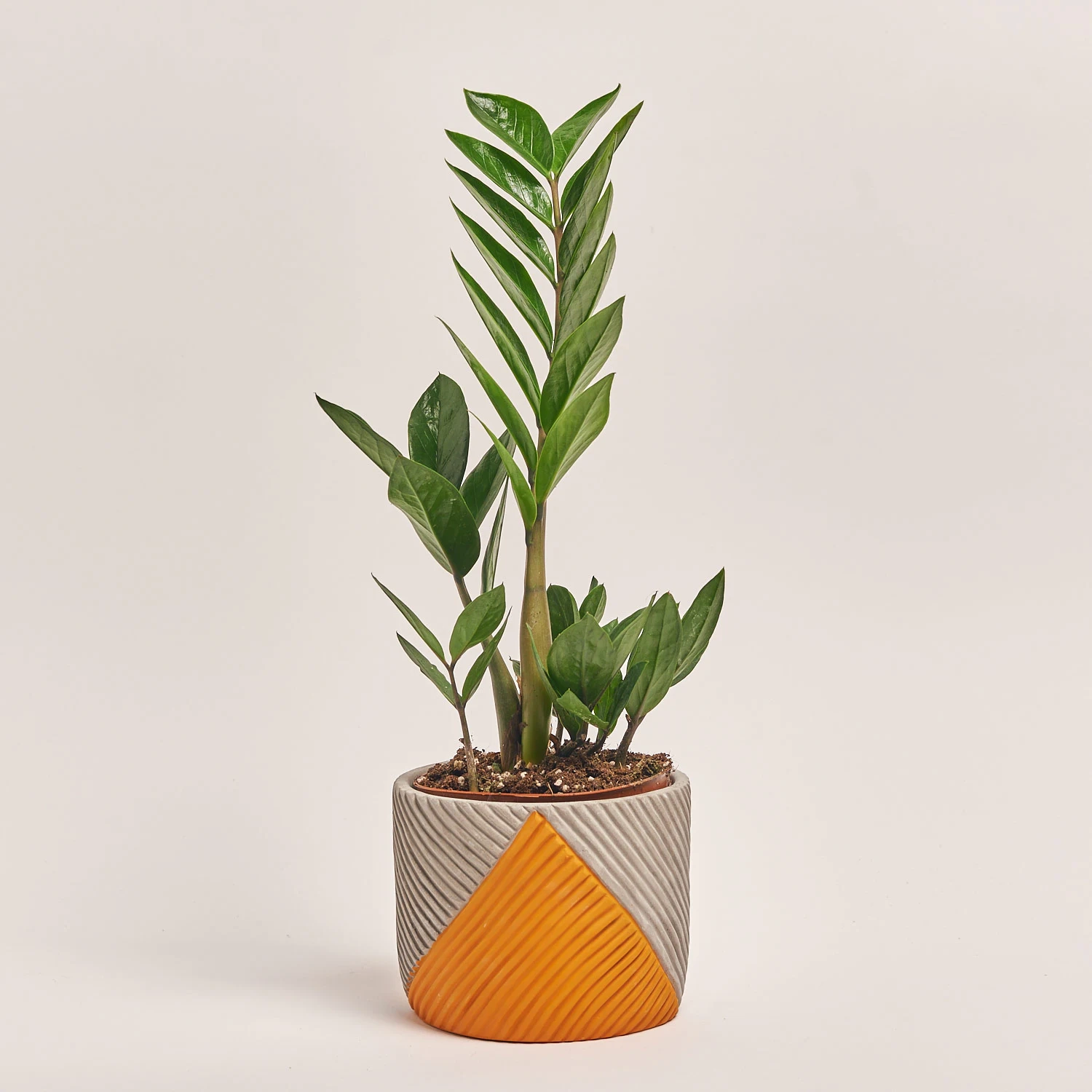 Заміокулькас 3ст. в кер., артикул: 54991 Зображення товару Заміокулькас 3ст. в кер., артикул: 54991