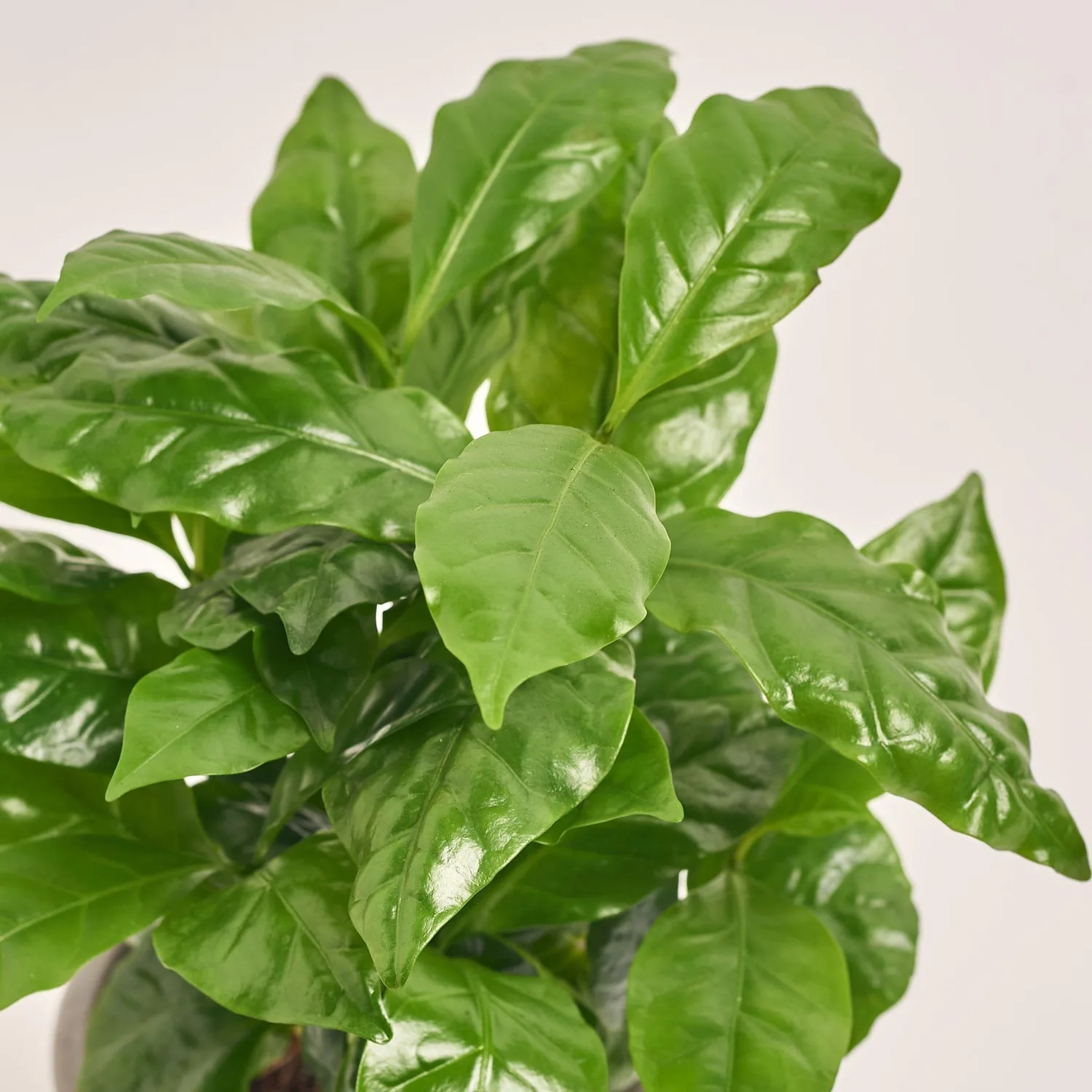 Зображення товару Кава Арабіка в чашці, артикул: 55396