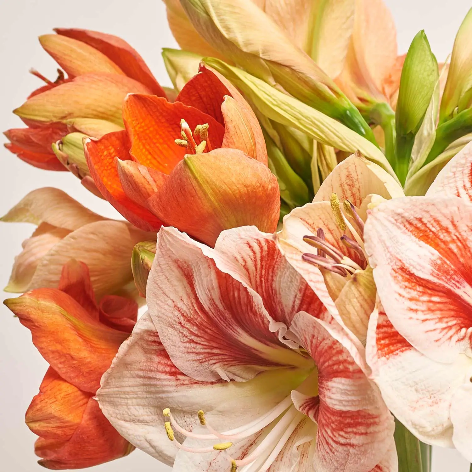 Букет 11 Амарилісів Мікс F564, артикул: 53614 Зображення товару Букет 11 Амарилісів Мікс F564, артикул: 53614