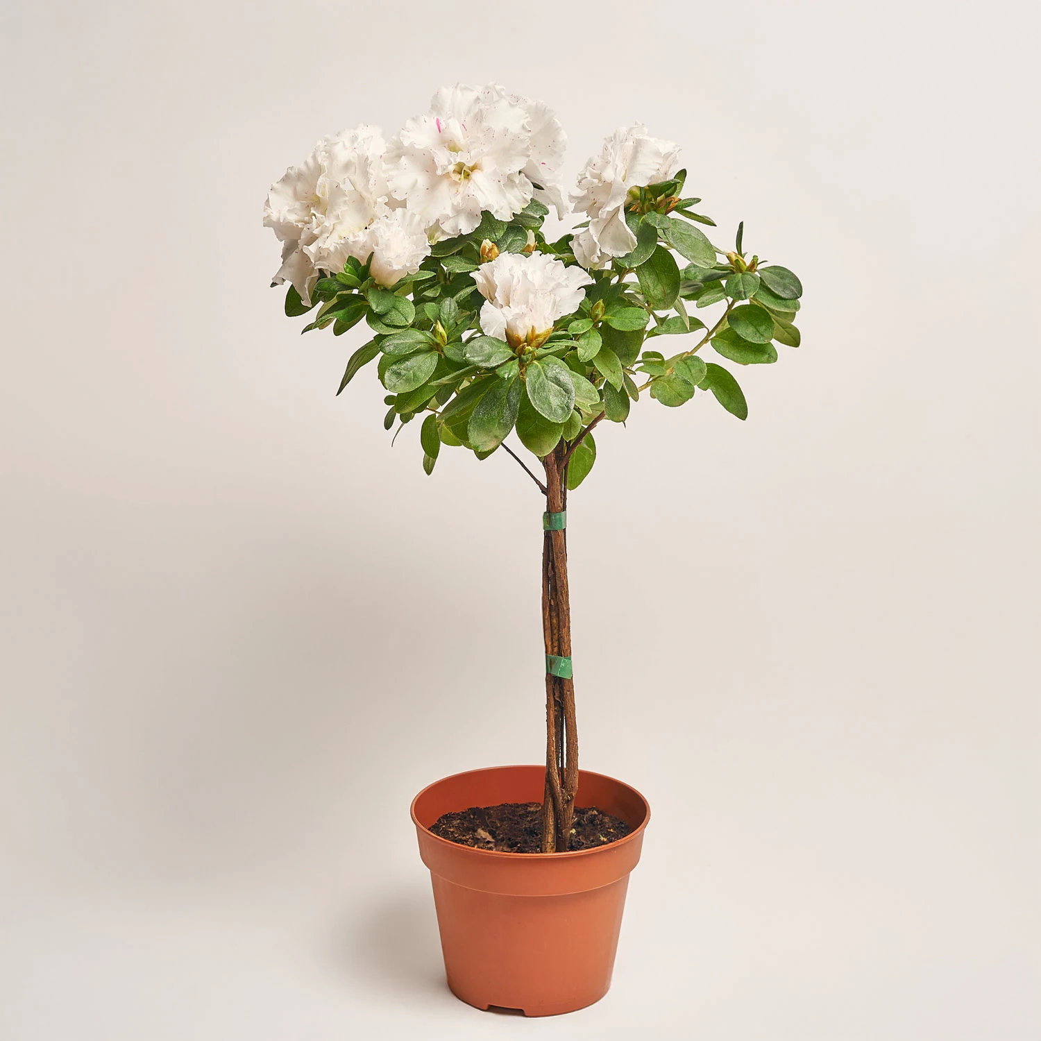 Зображення товару Азалія мікс штам., артикул: 33004