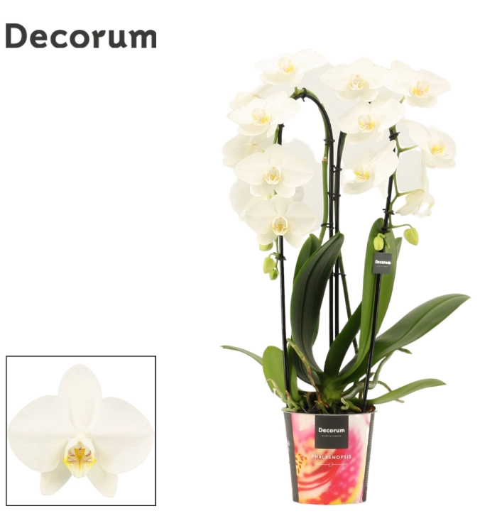 Зображення товару Фаленопсис каскад 2ст. Decorum, артикул: 61313