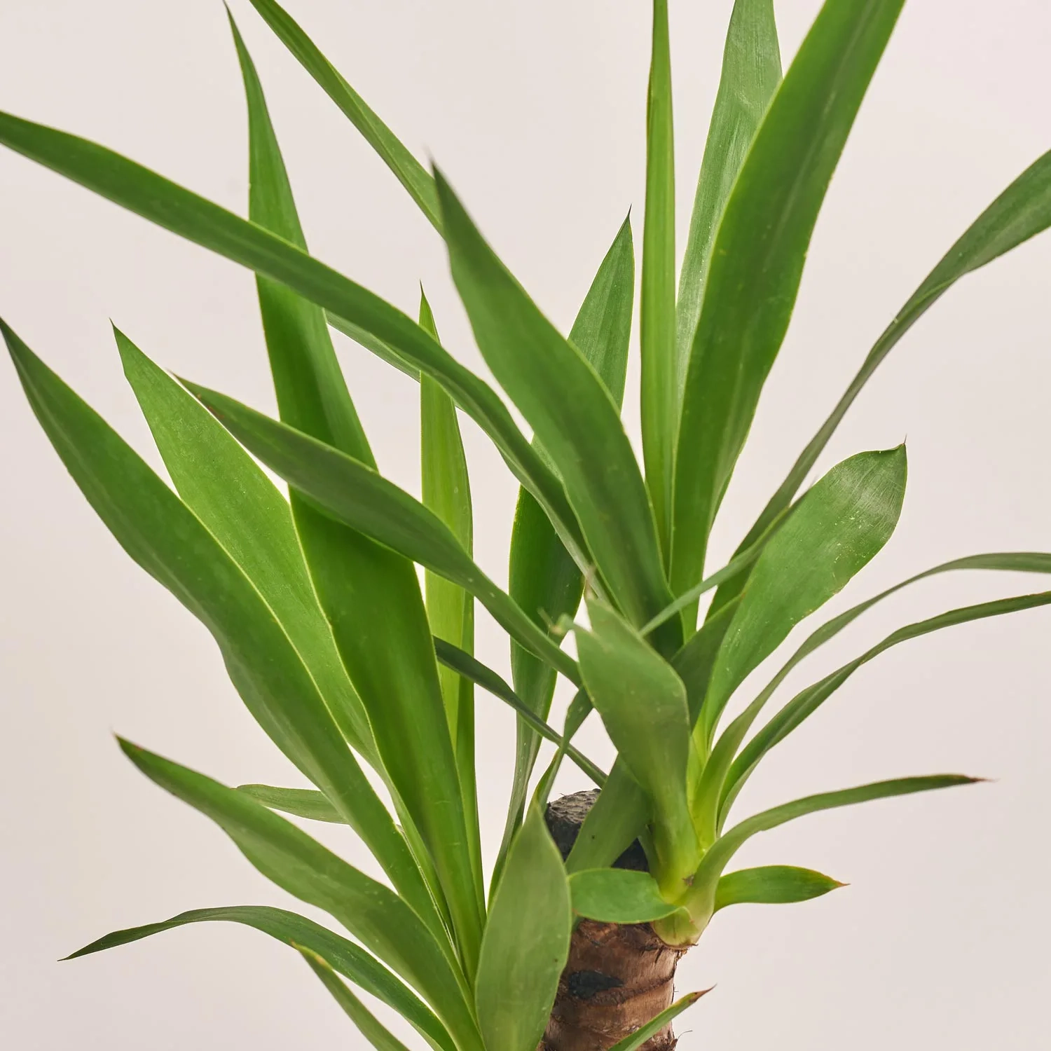 Юкка 1ст., артикул: 19073 Зображення товару Юкка 1ст., артикул: 19073