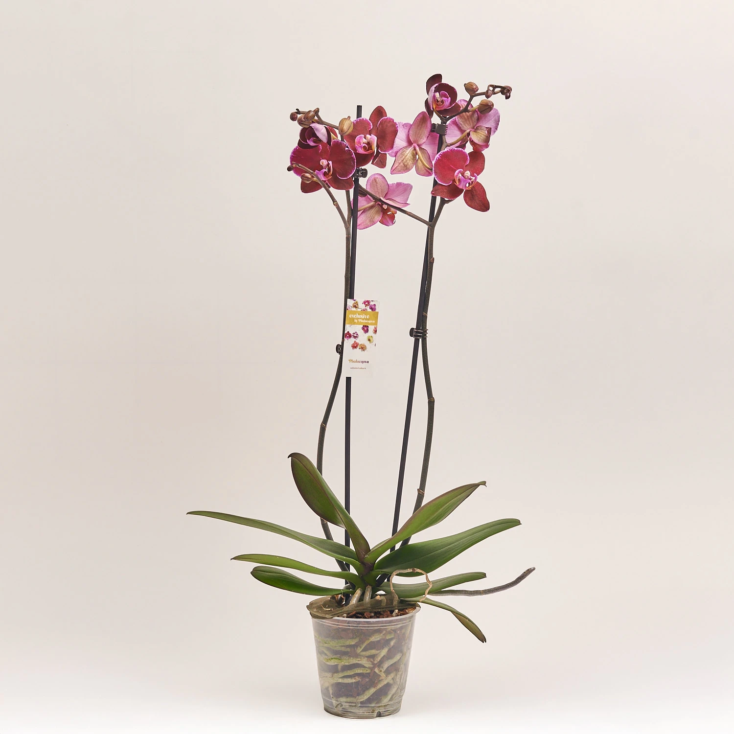 Зображення товару Фаленопсис 2ст. мікс, артикул: 19290