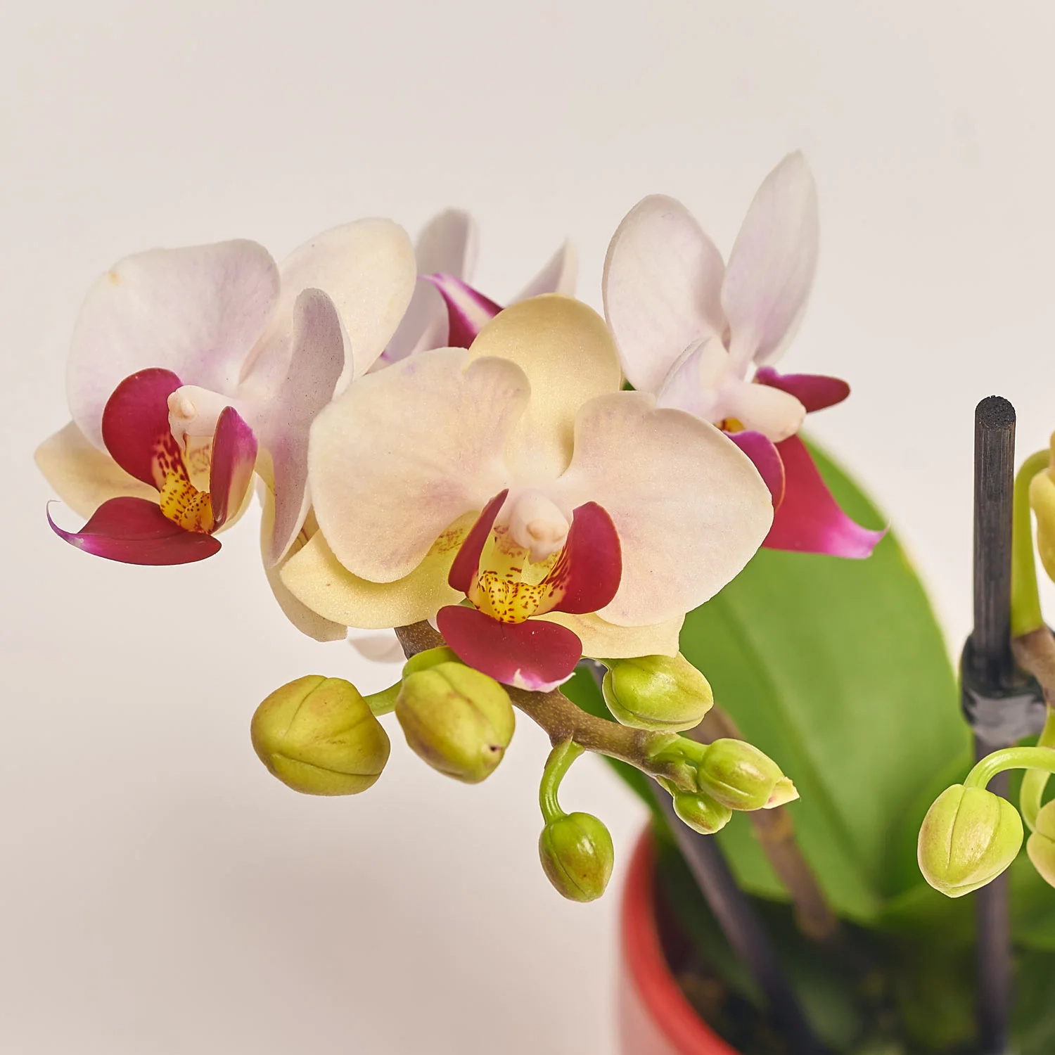 Зображення товару Фаленопсис міні в кер. 2ст., артикул: 18851