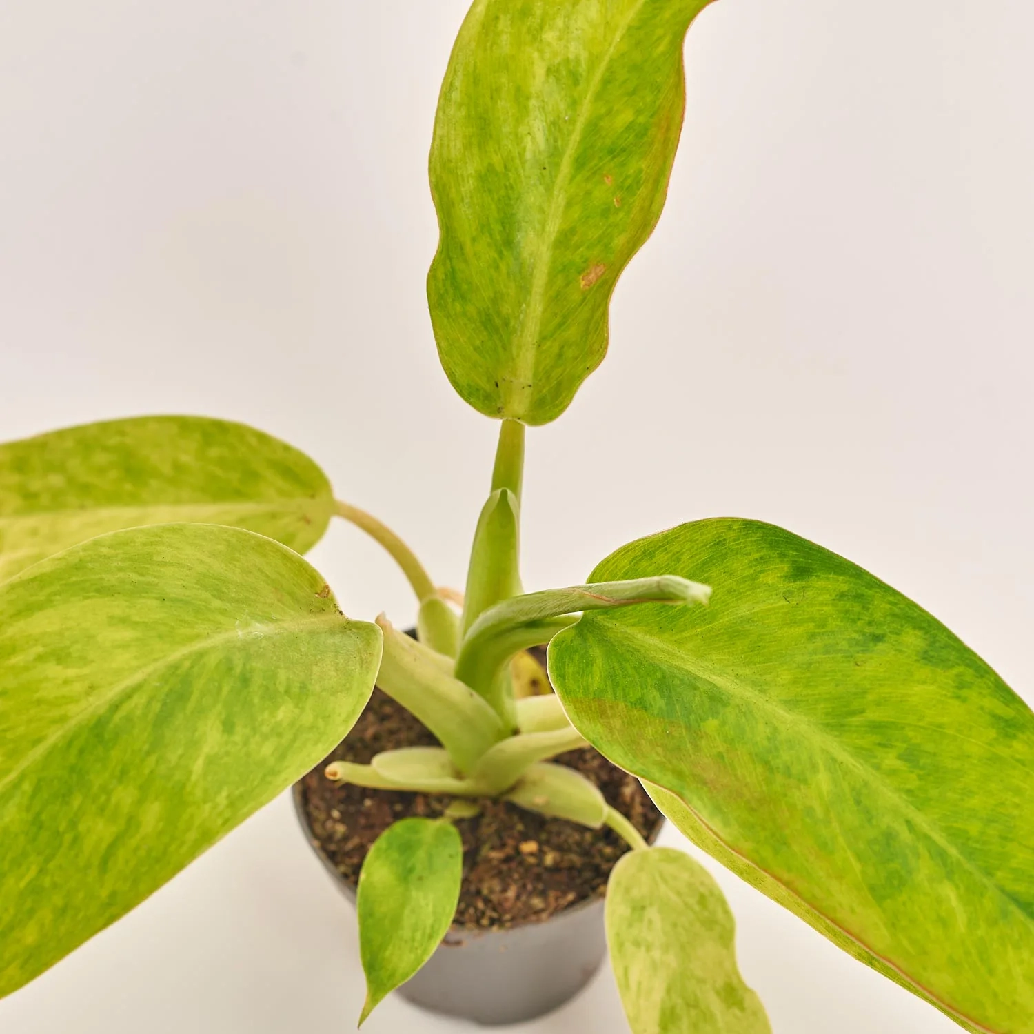 Філодендрон Келкінс Голд, артикул: 52073 Зображення товару Філодендрон Келкінс Голд, артикул: 52073