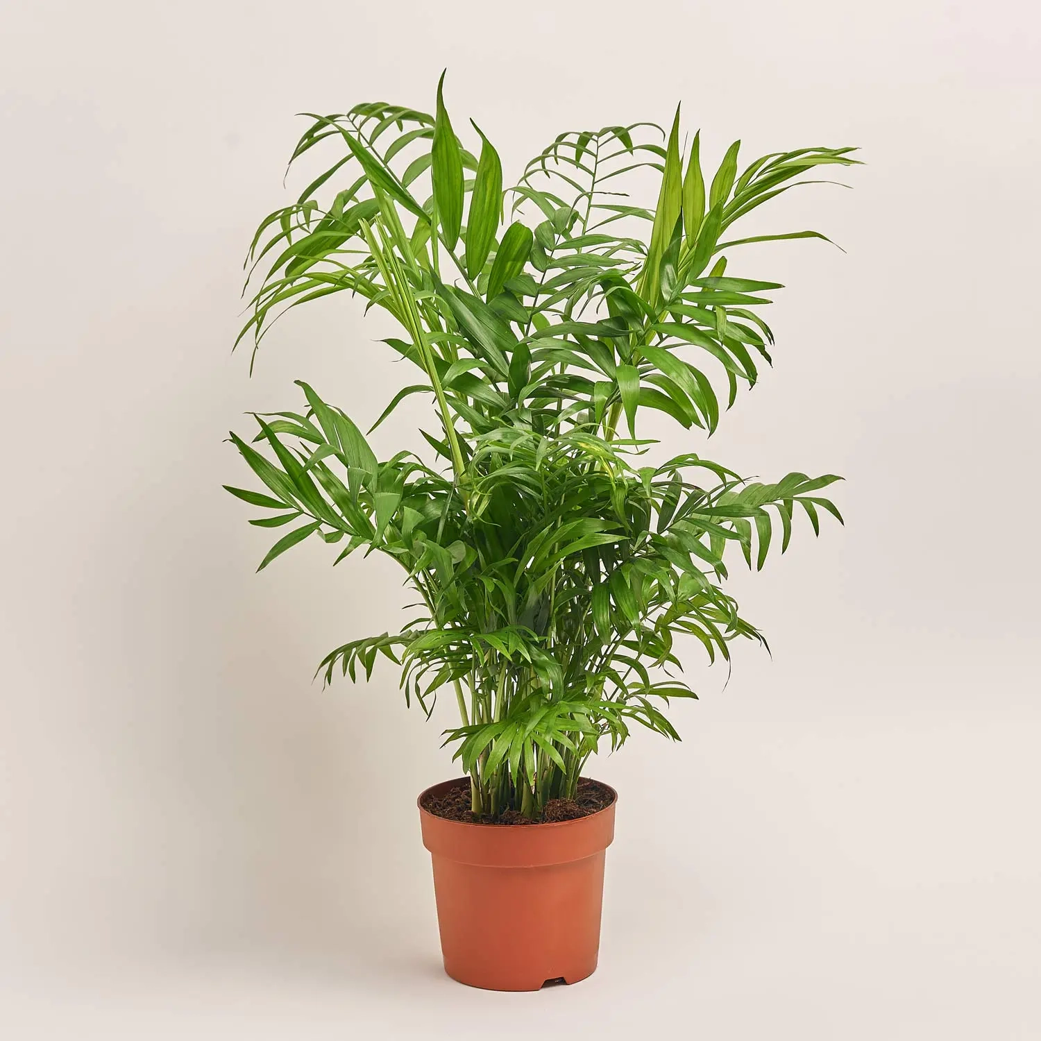 Зображення товару Хамедорея Елеганс, артикул: 54299