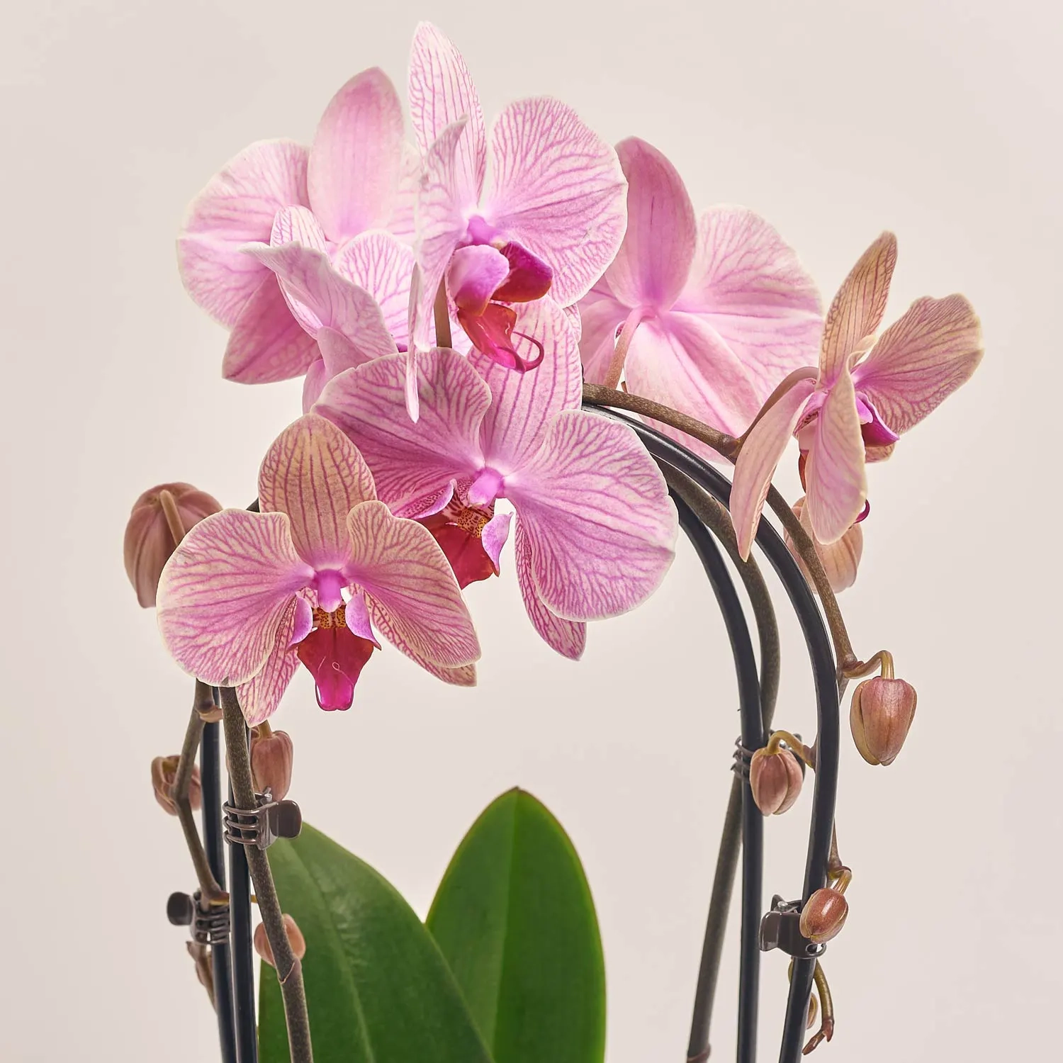 Фаленопсис каскад 2ст. мікс, артикул: 18513 Зображення товару Фаленопсис каскад 2ст. мікс, артикул: 18513