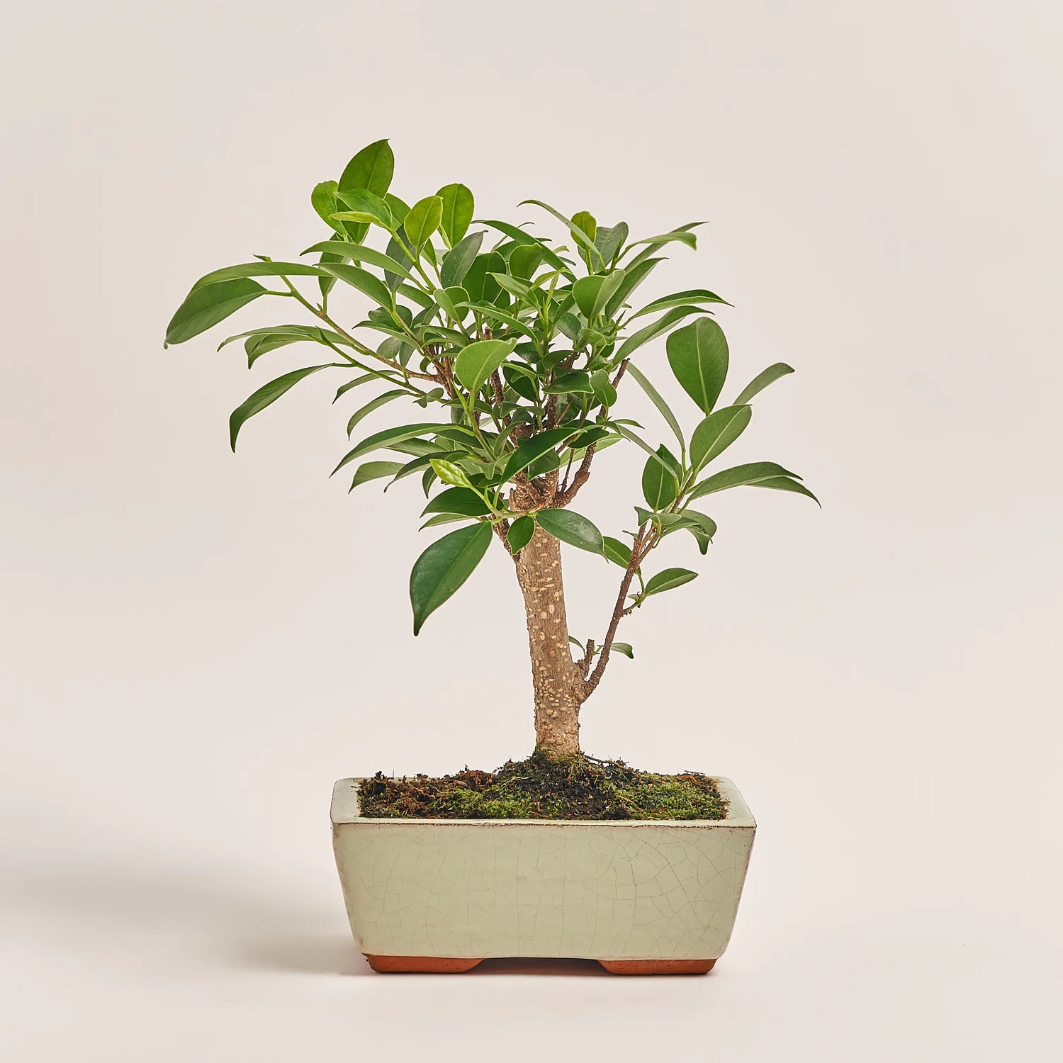 Зображення товару Бонсай в кер., артикул: 17924