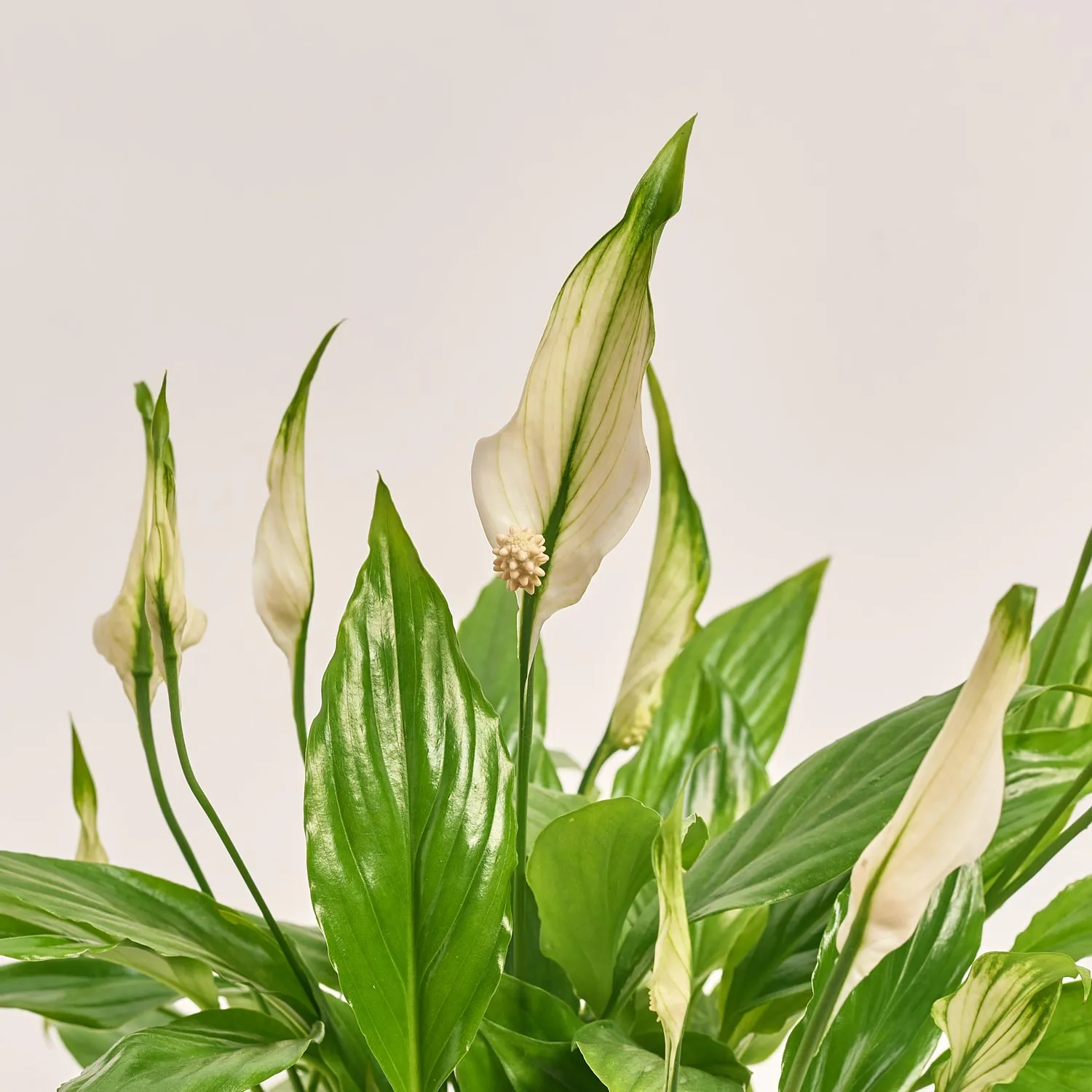 Спатифіллум Шопен в кер., артикул: 52478 Зображення товару Спатифіллум Шопен в кер., артикул: 52478