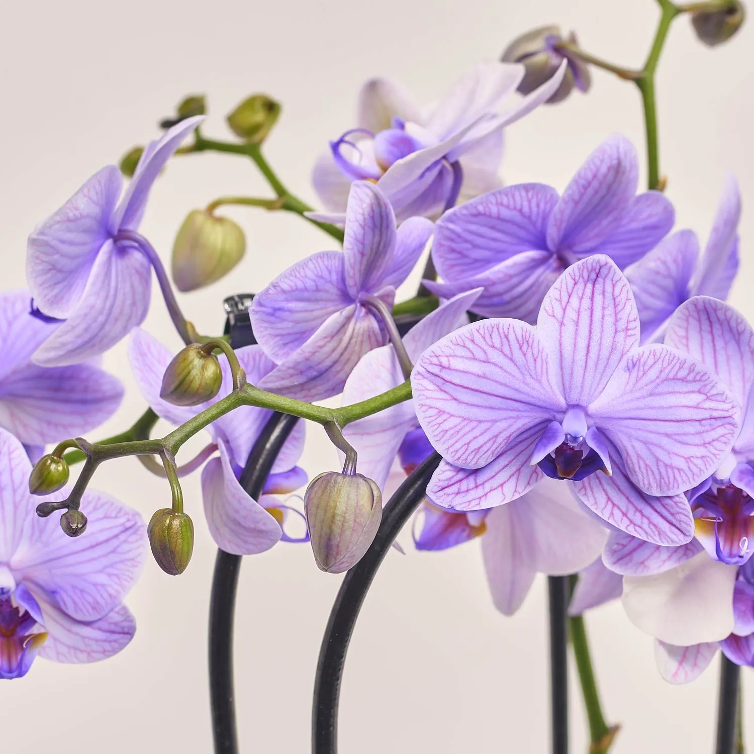 Фаленопсис фарб. каскад 2ст. мікс, артикул: 53484 Зображення товару Фаленопсис фарб. каскад 2ст. мікс, артикул: 53484