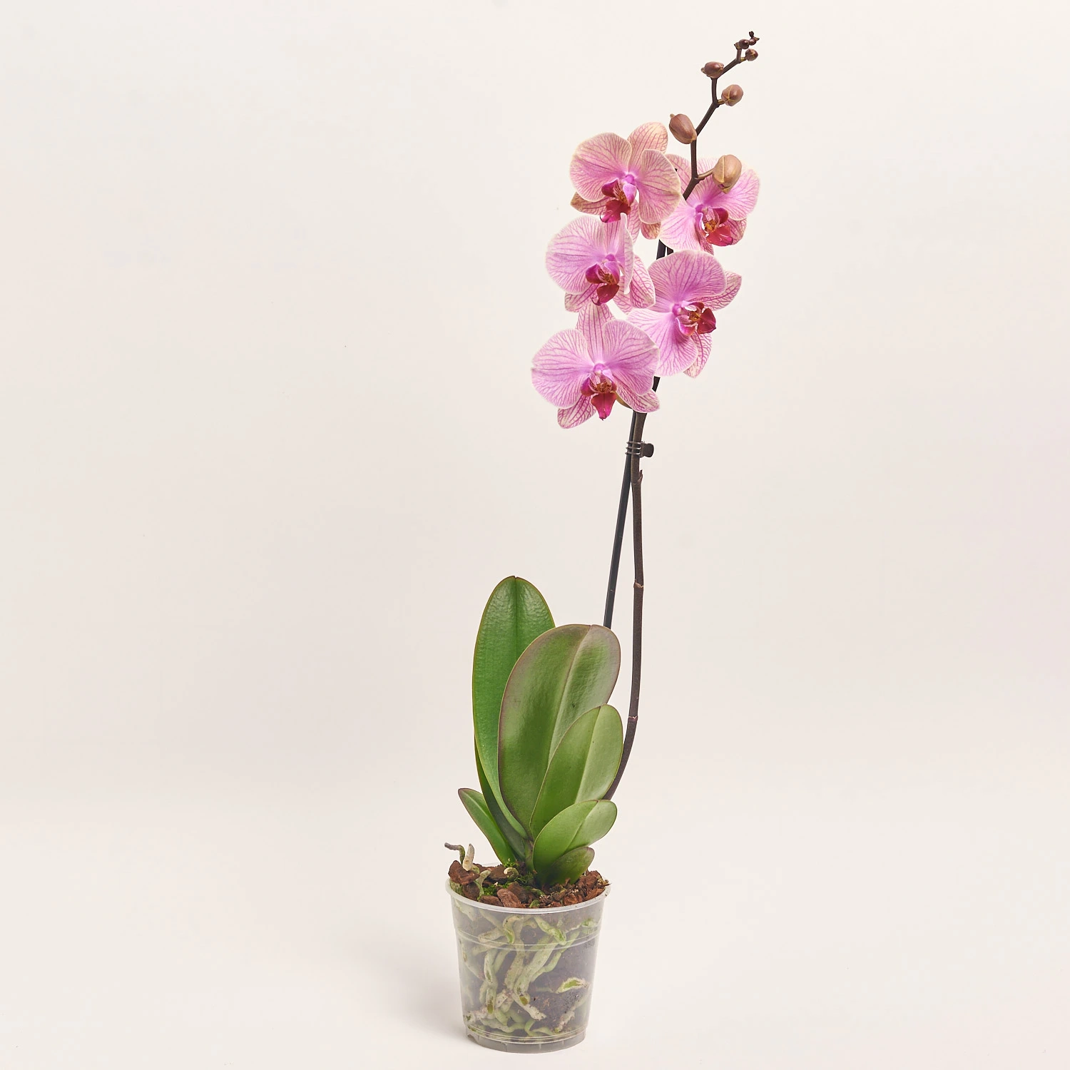 Зображення товару Фаленопсис 1ст. мікс, артикул: 17941