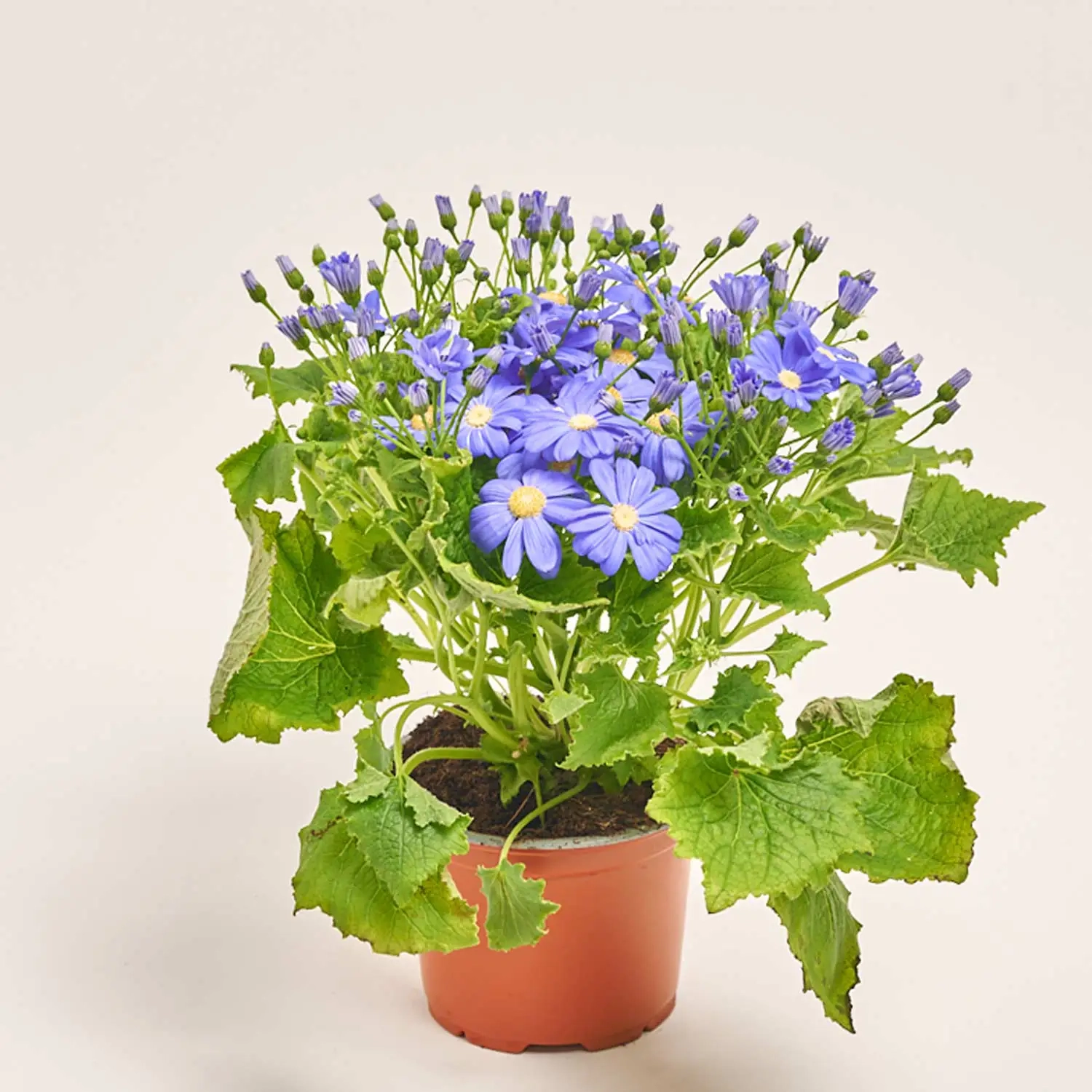 Перікаліс Венеція мікс, артикул: 4064 Зображення товару Перікаліс Венеція мікс, артикул: 4064