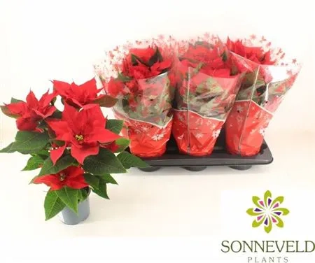 Пуансетія Крісмас Бреак, артикул: 54050 Зображення товару Пуансетія Крісмас Бреак, артикул: 54050